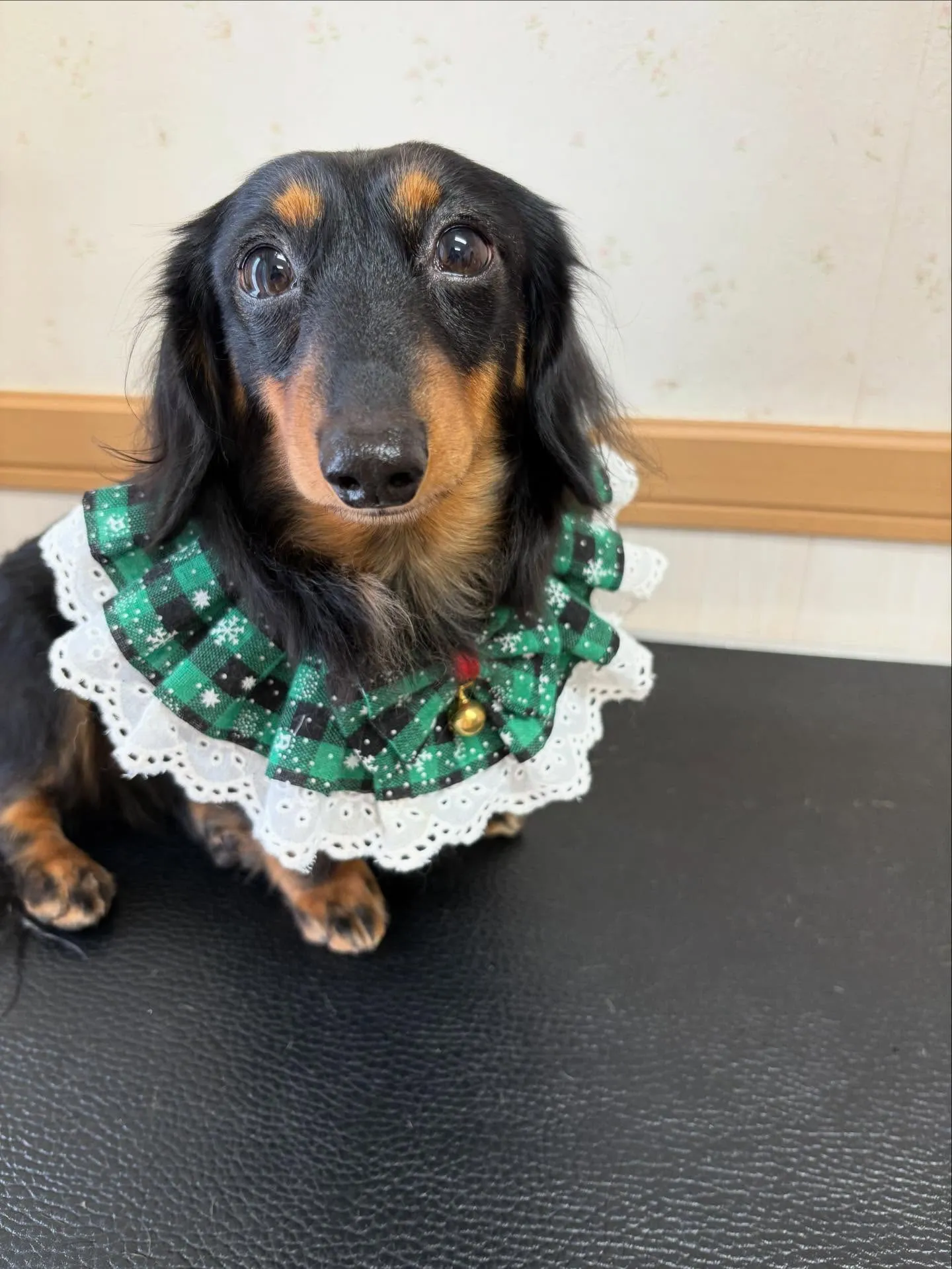 犬のシャンプー🫧