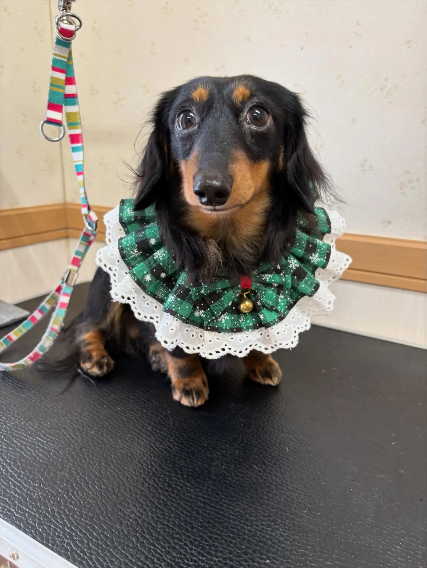 犬のシャンプー🫧