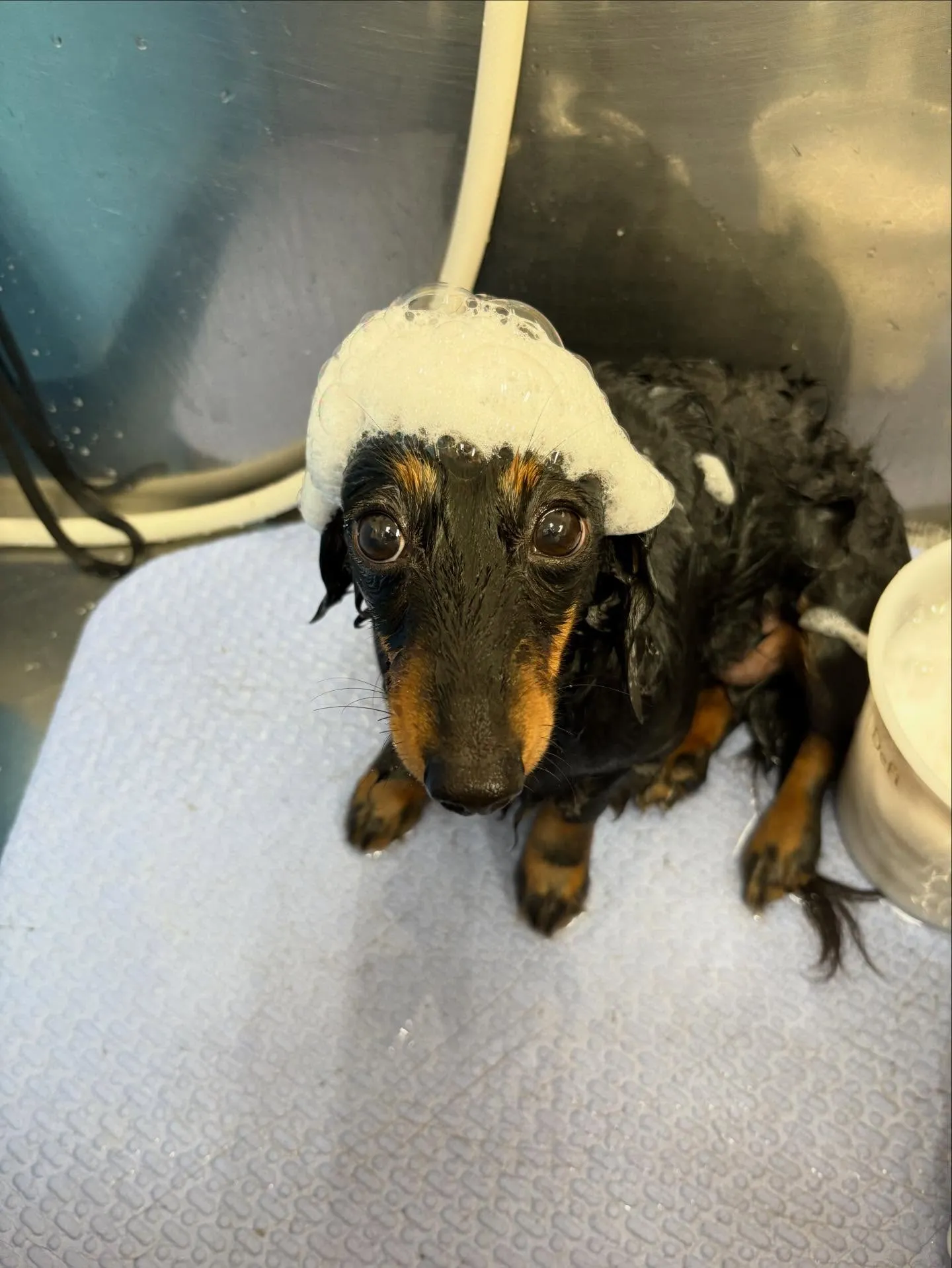 犬のシャンプー🫧