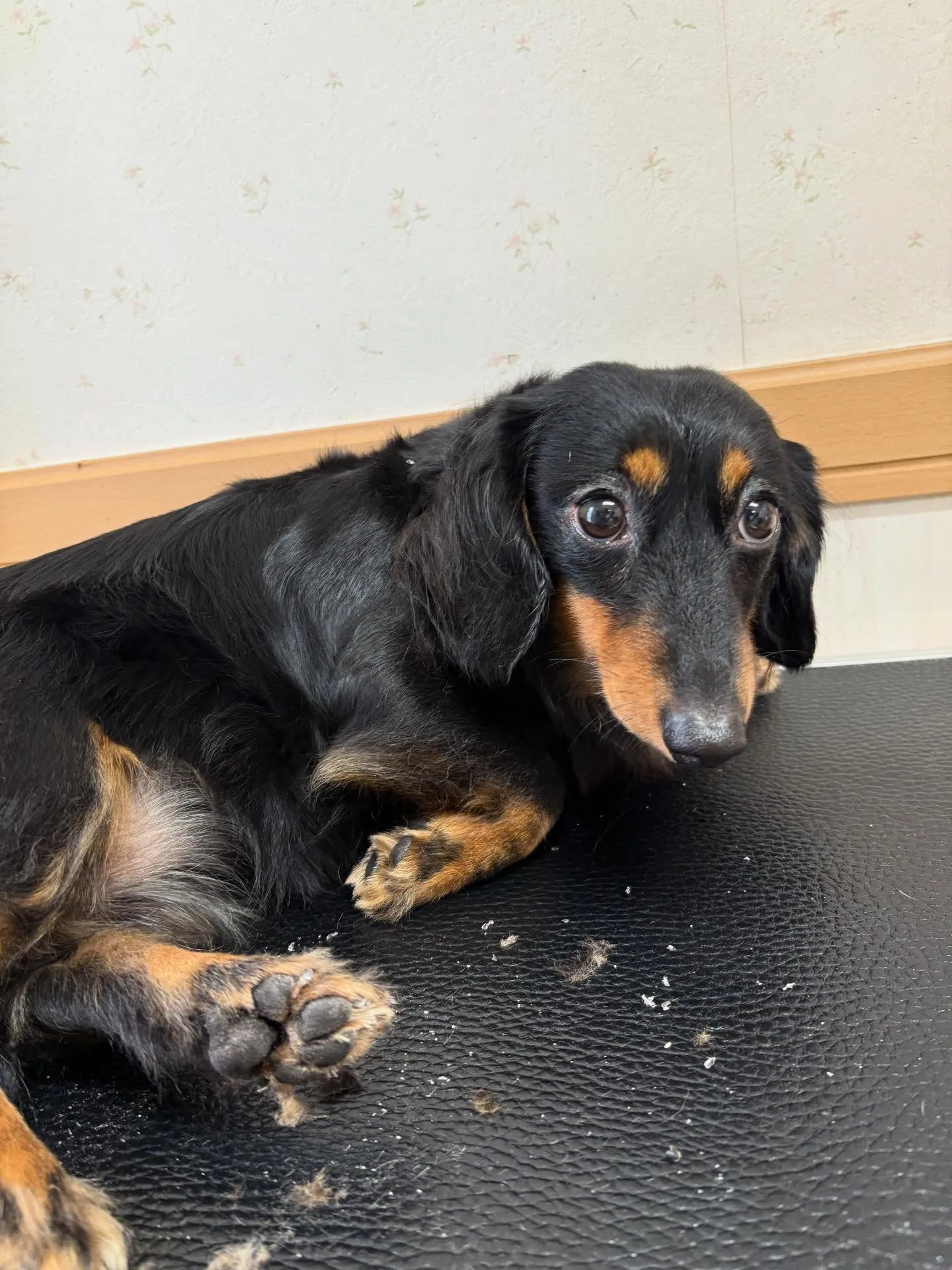 犬のシャンプー🫧