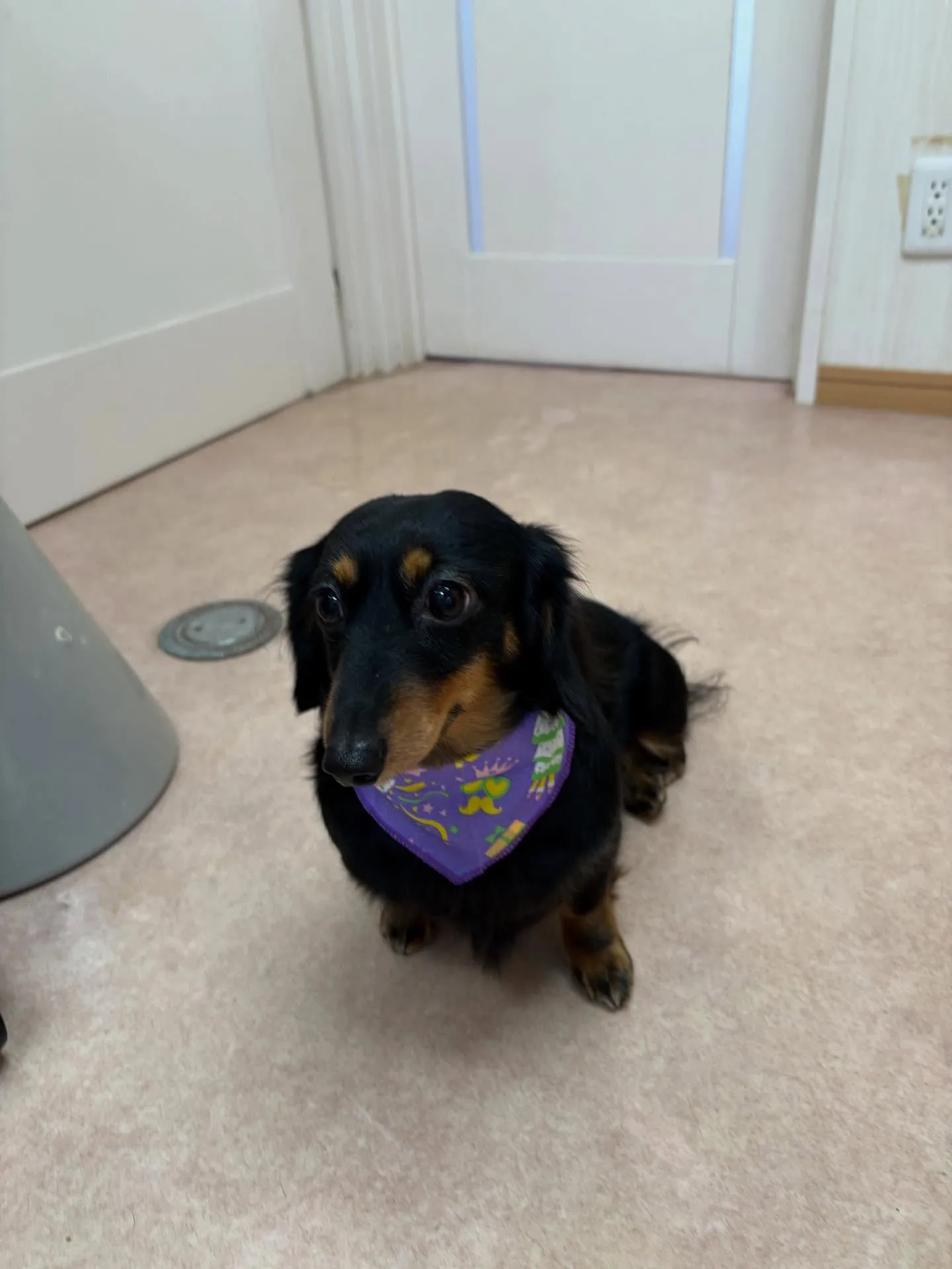 犬のシャンプー🫧