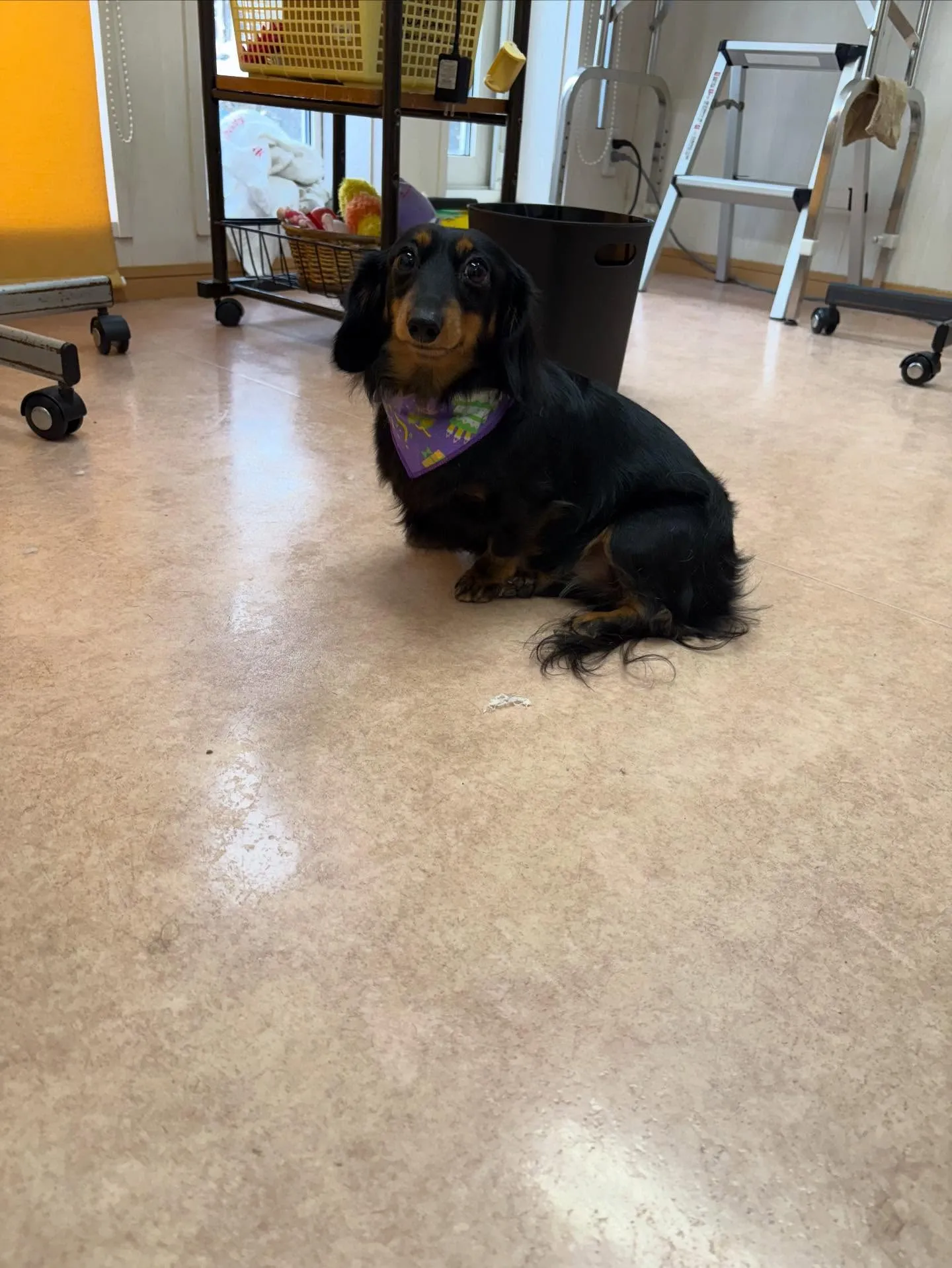 犬のシャンプー🫧