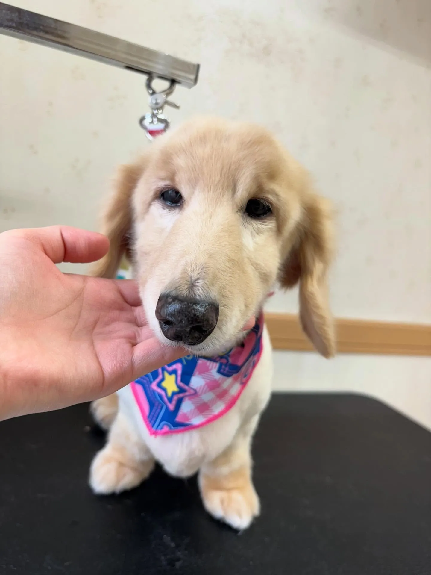 犬のシャンプー🫧