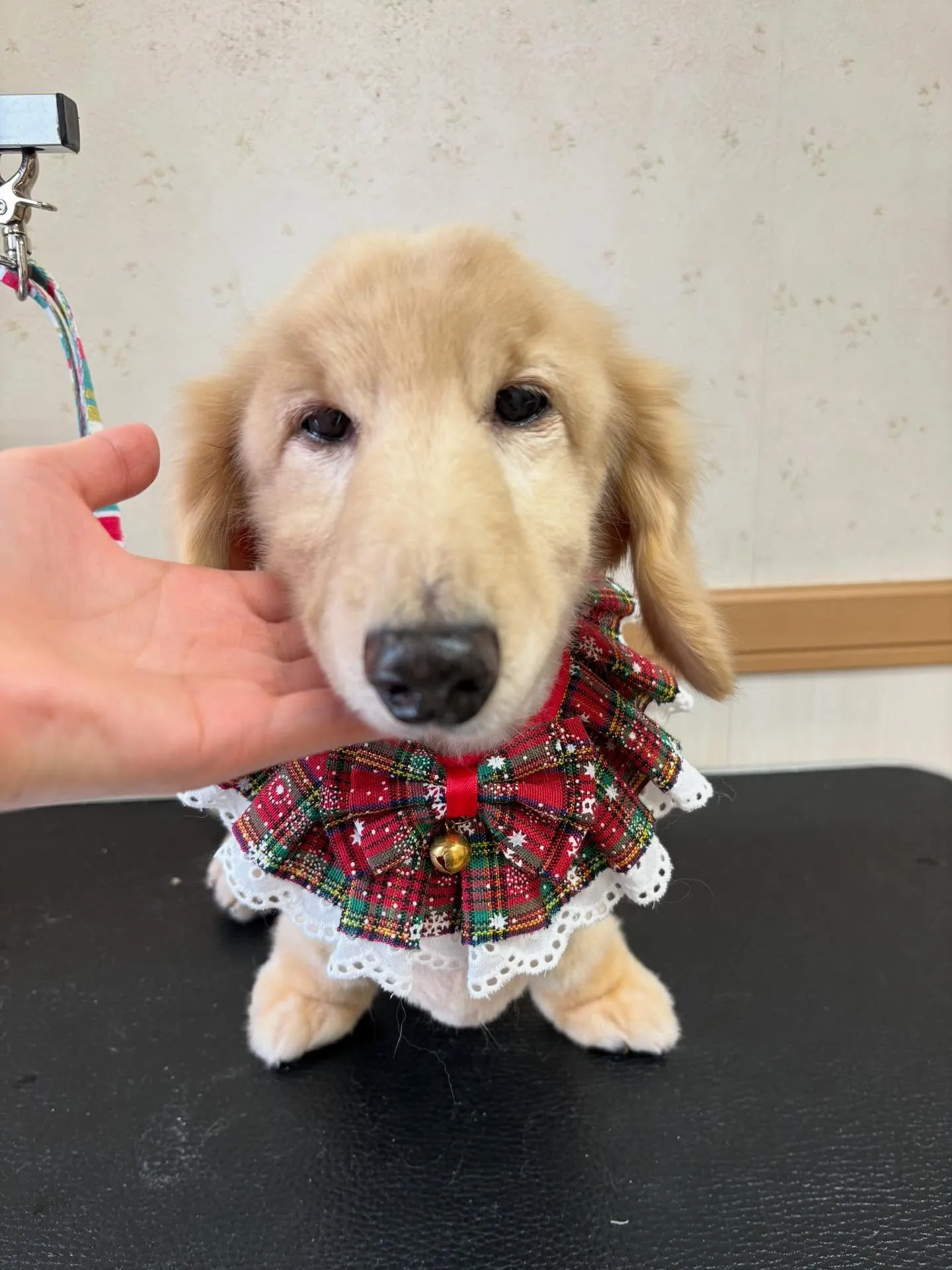 犬のシャンプー🫧