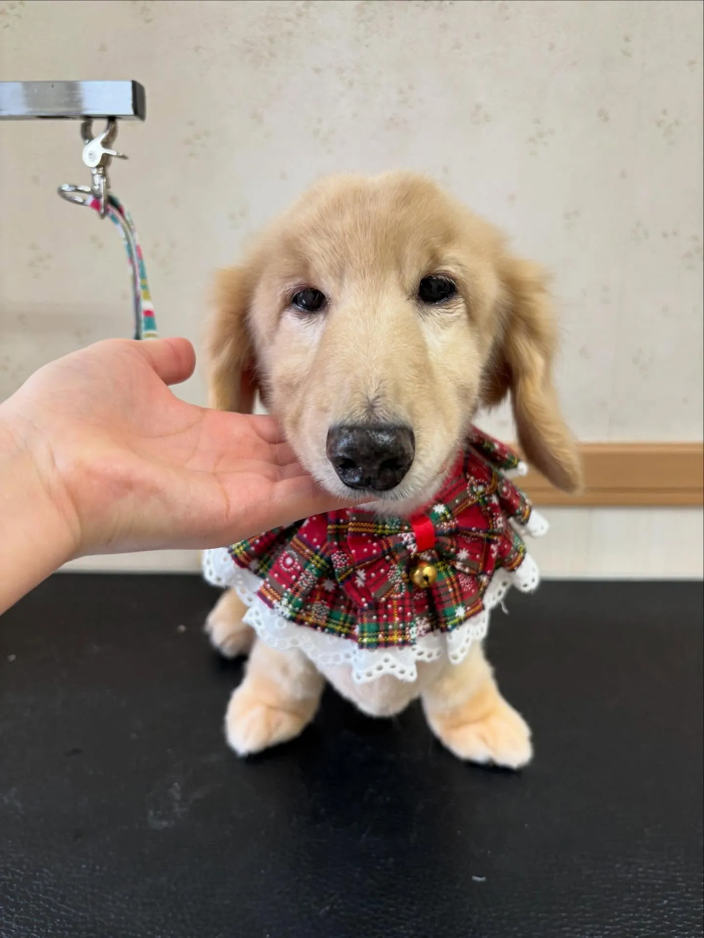 犬のシャンプー🫧