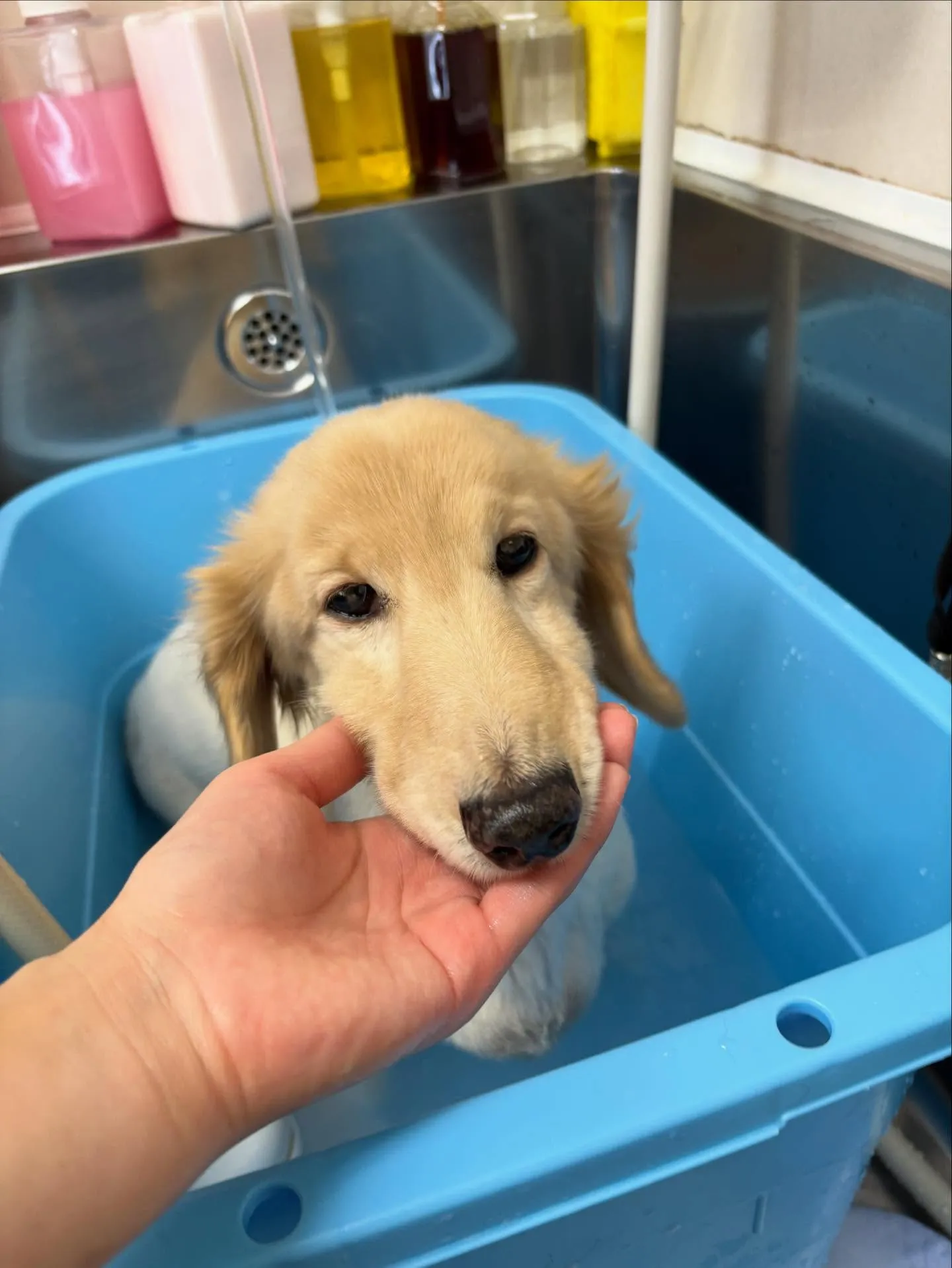 犬のシャンプー🫧