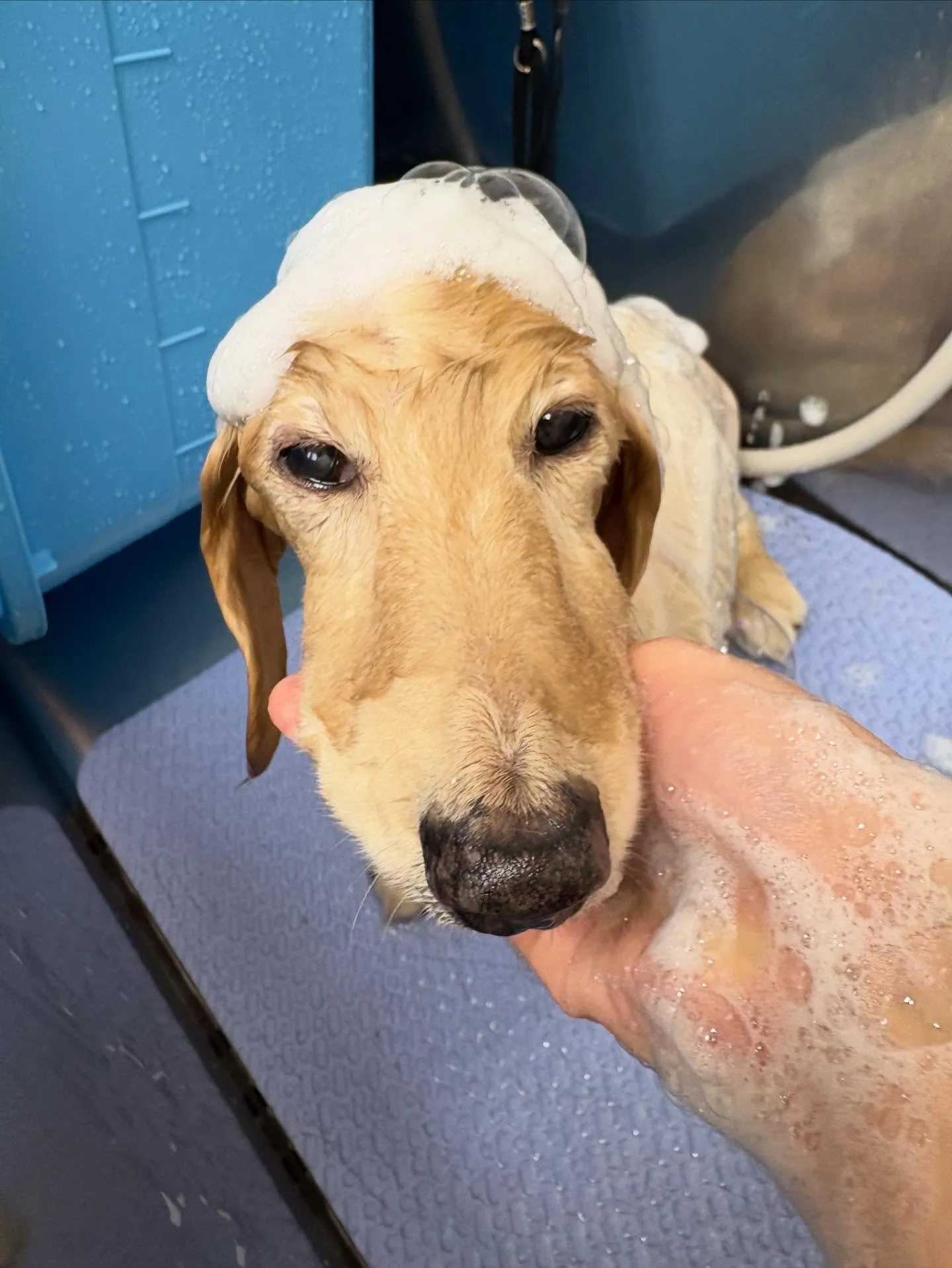 犬のシャンプー🫧