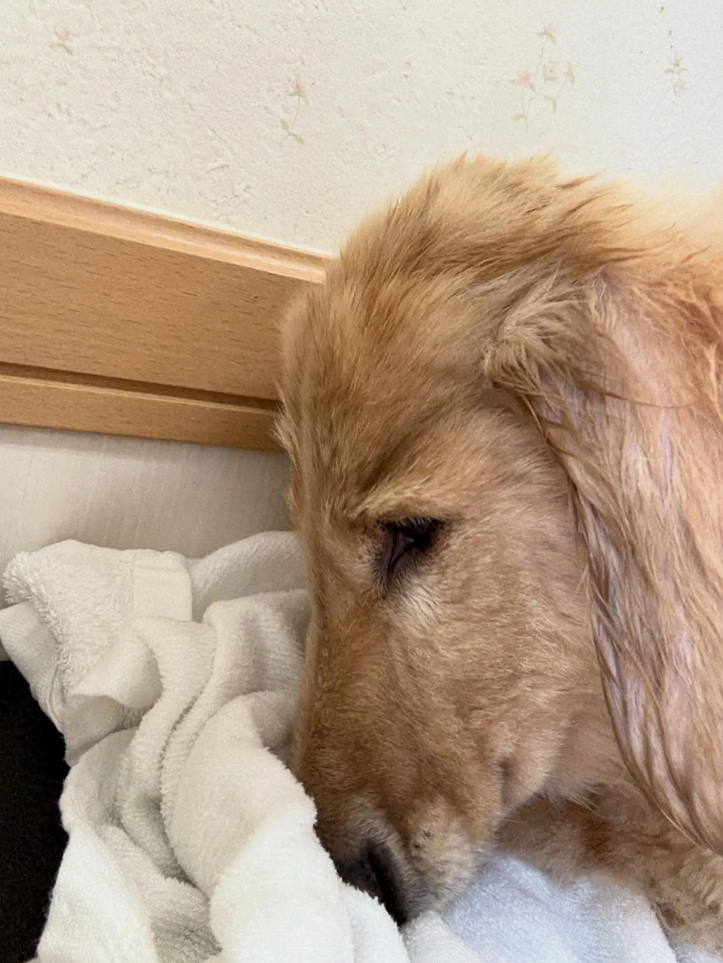 犬のシャンプー🫧