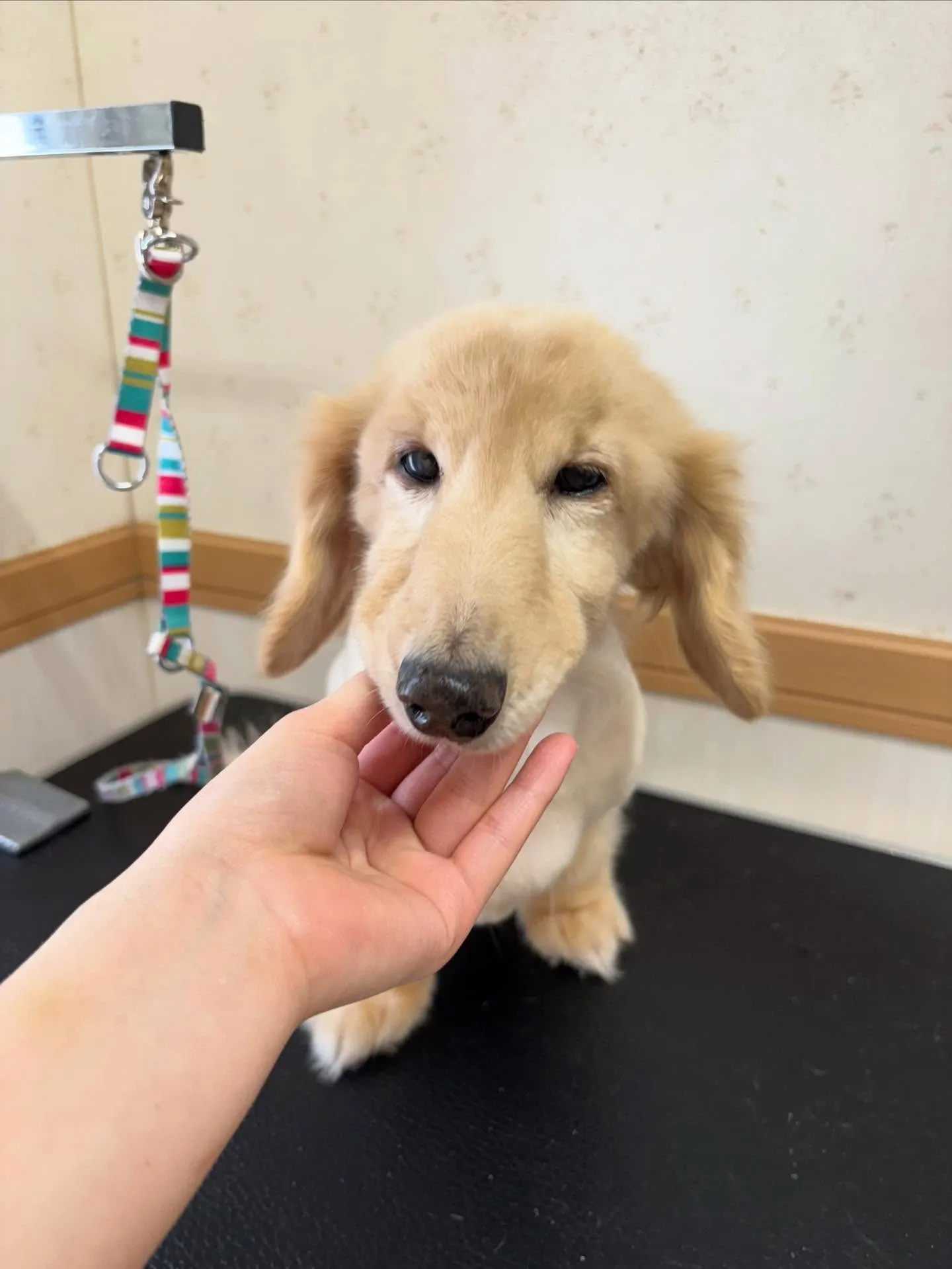 犬のシャンプー🫧