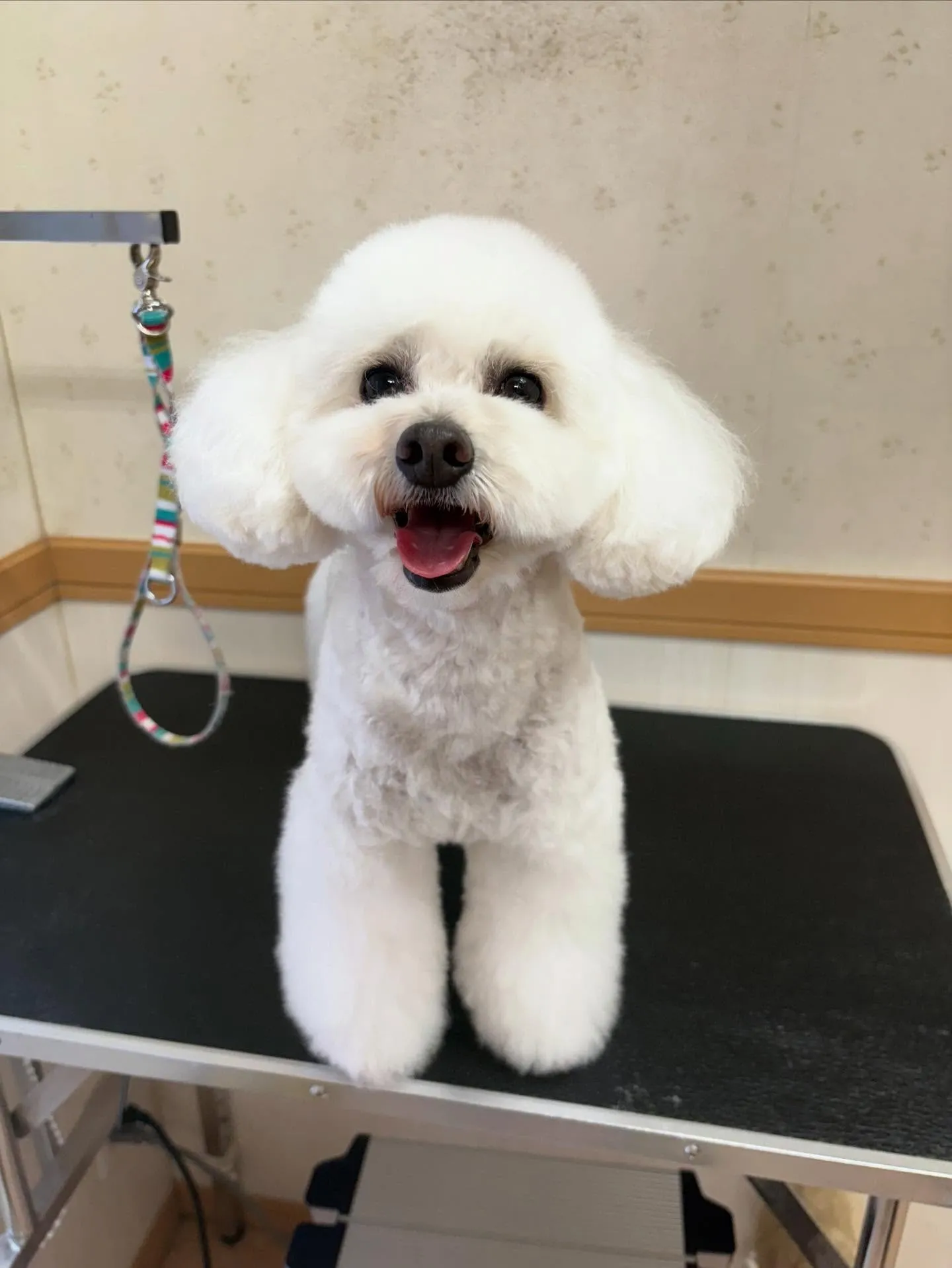 犬のトリミング✂️