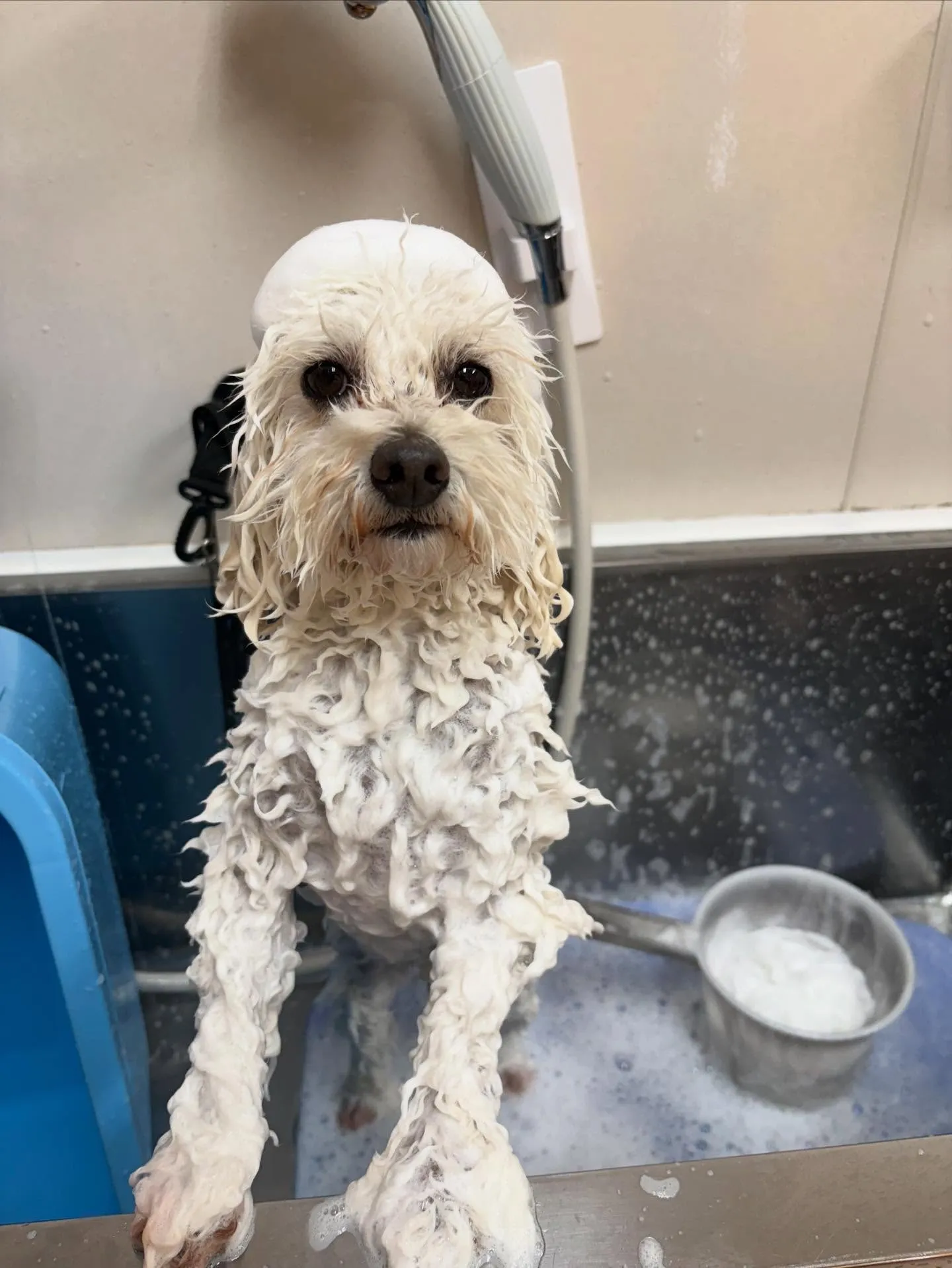 犬のトリミング✂️