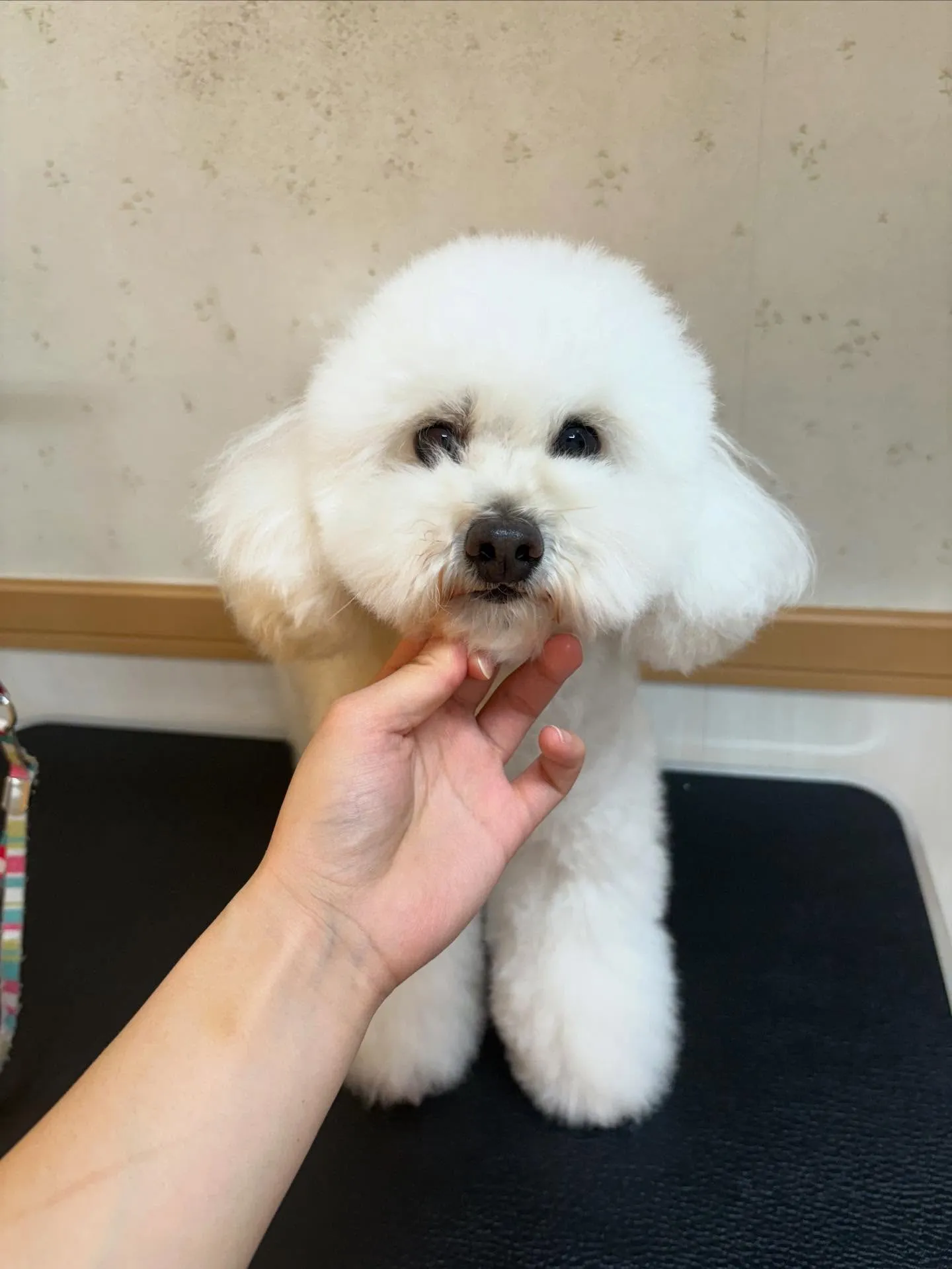 犬のトリミング✂️