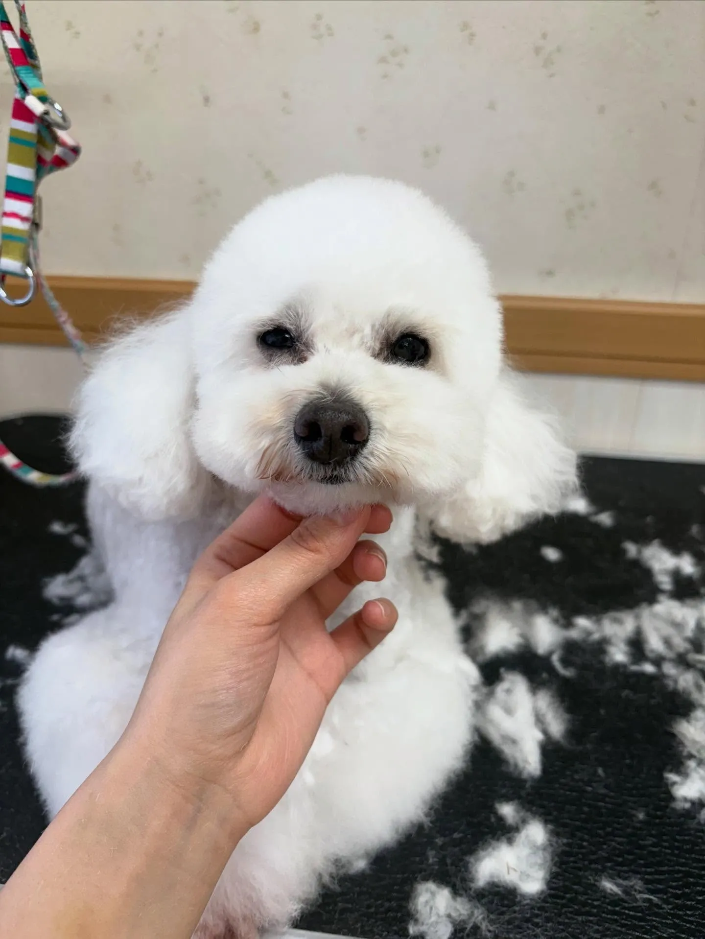 犬のトリミング✂️