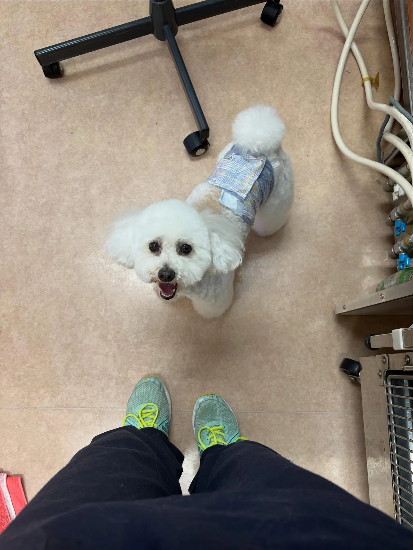 犬のトリミング✂️