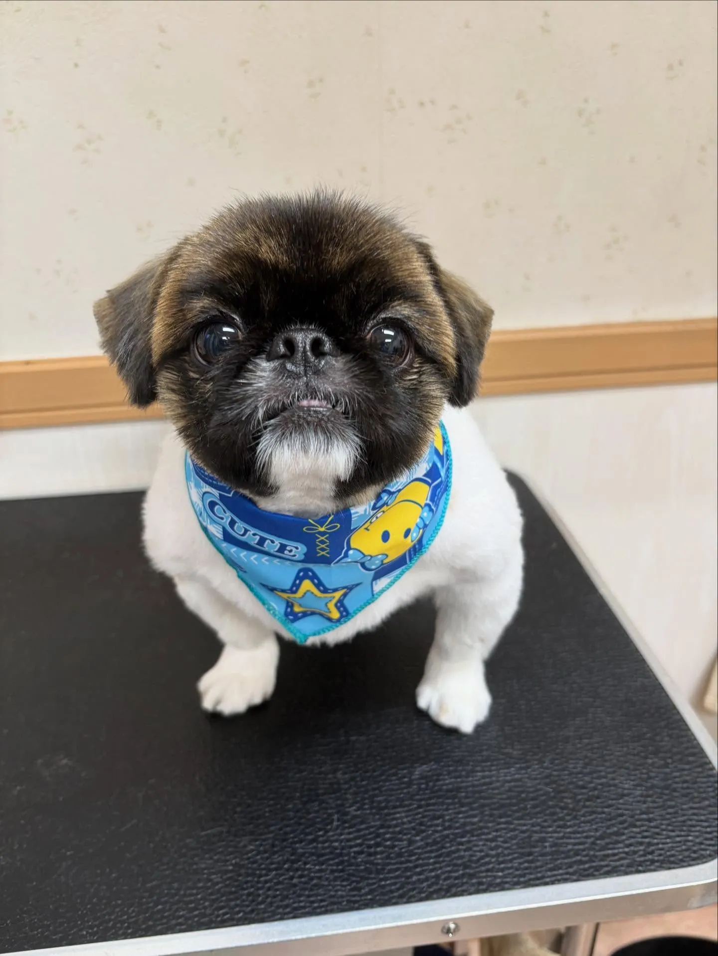 犬のトリミング✂️