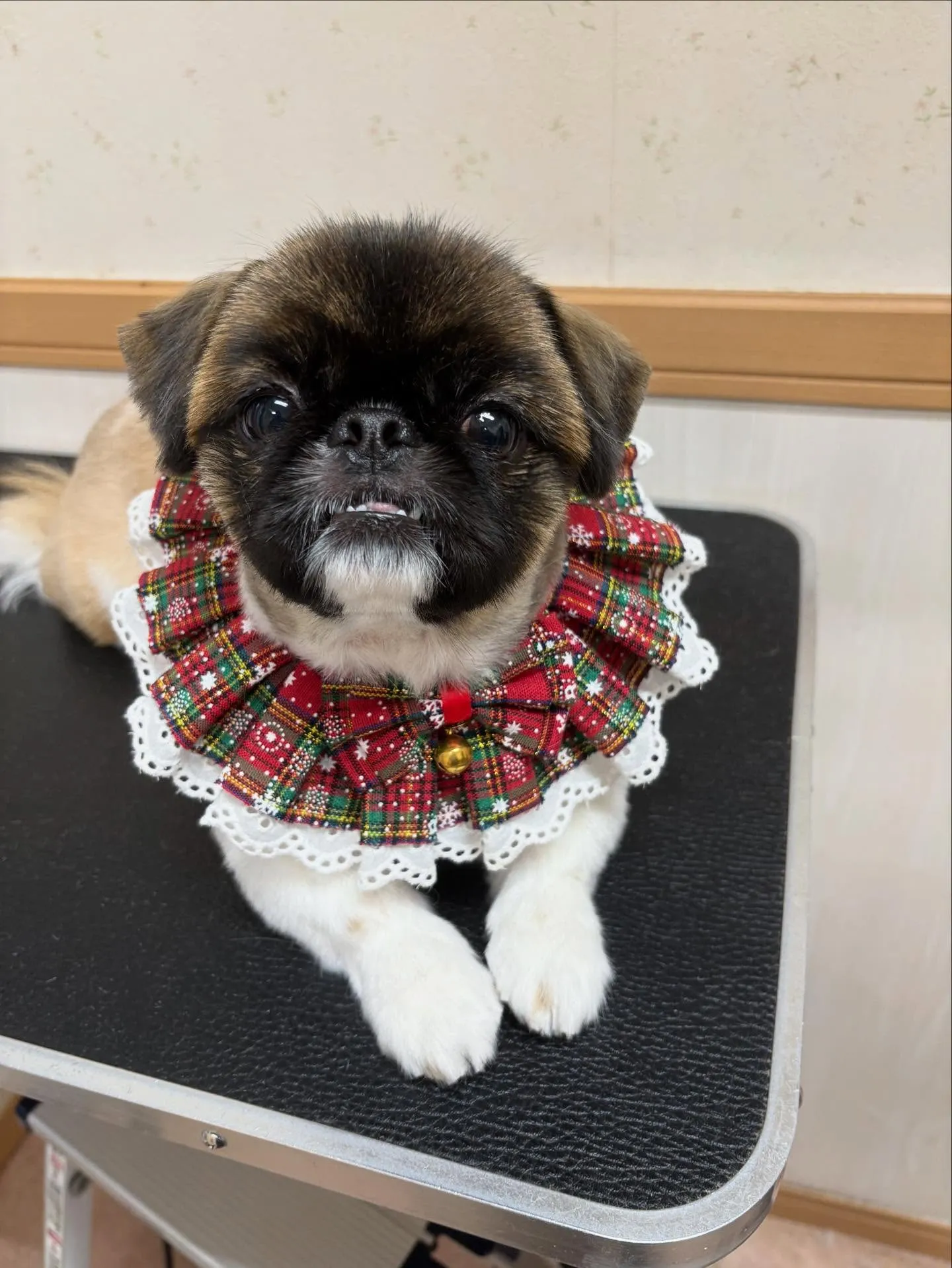 犬のトリミング✂️