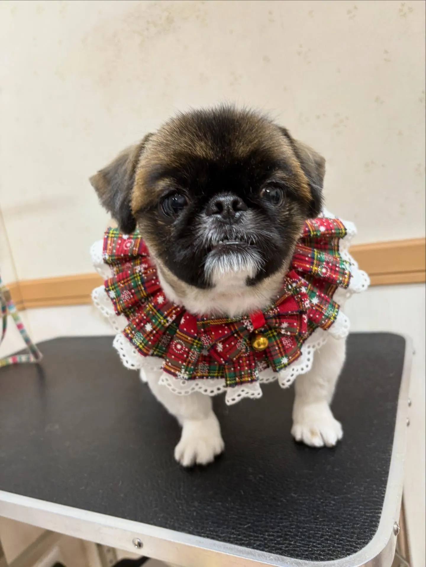 犬のトリミング✂️