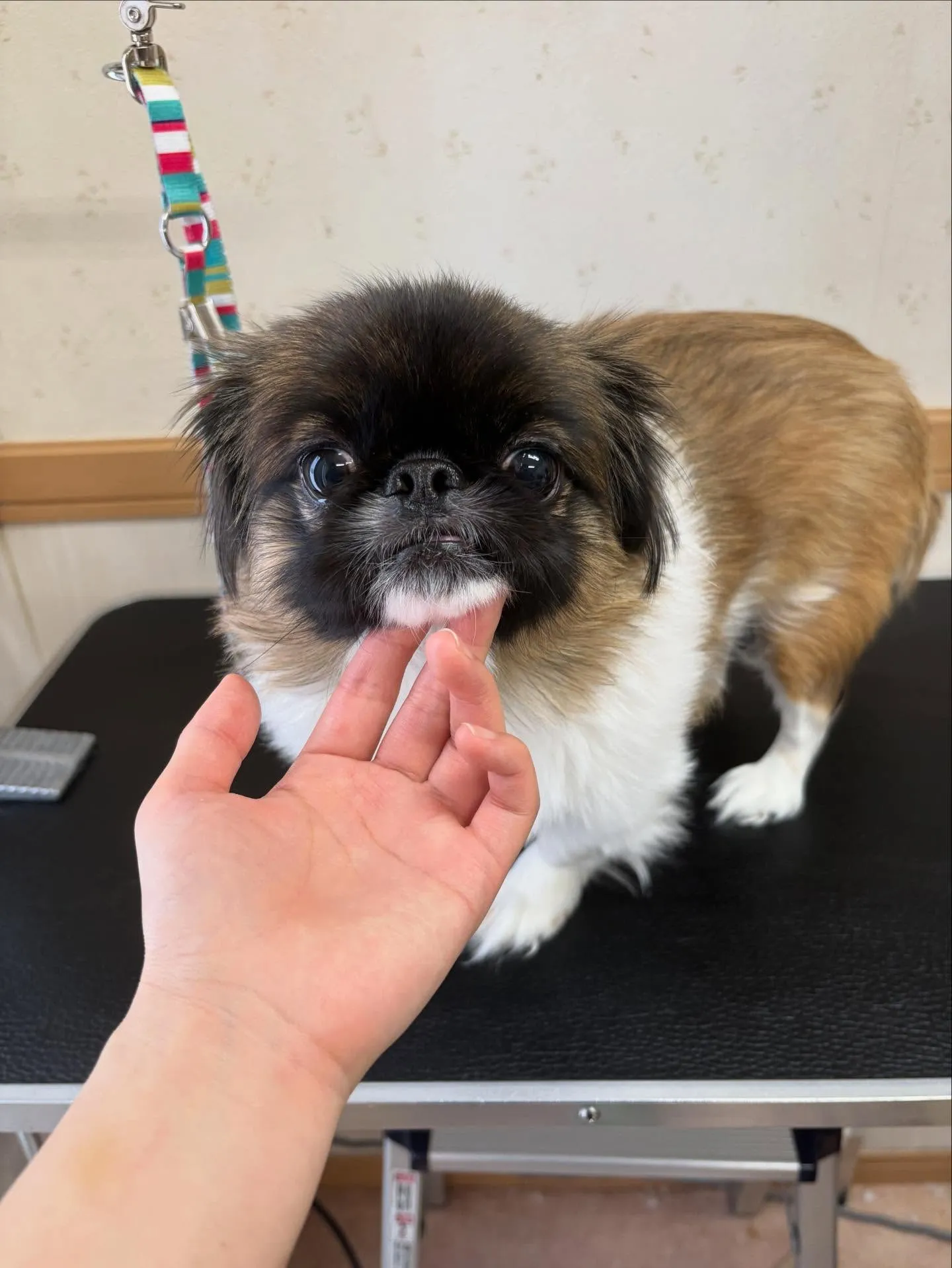 犬のトリミング✂️