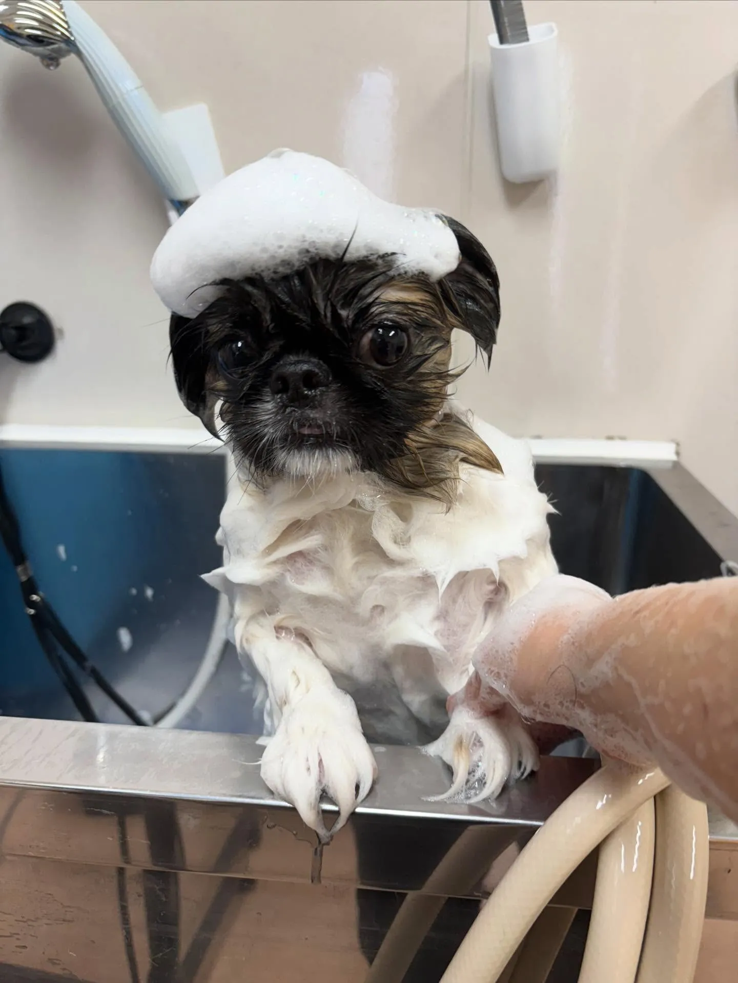 犬のトリミング✂️