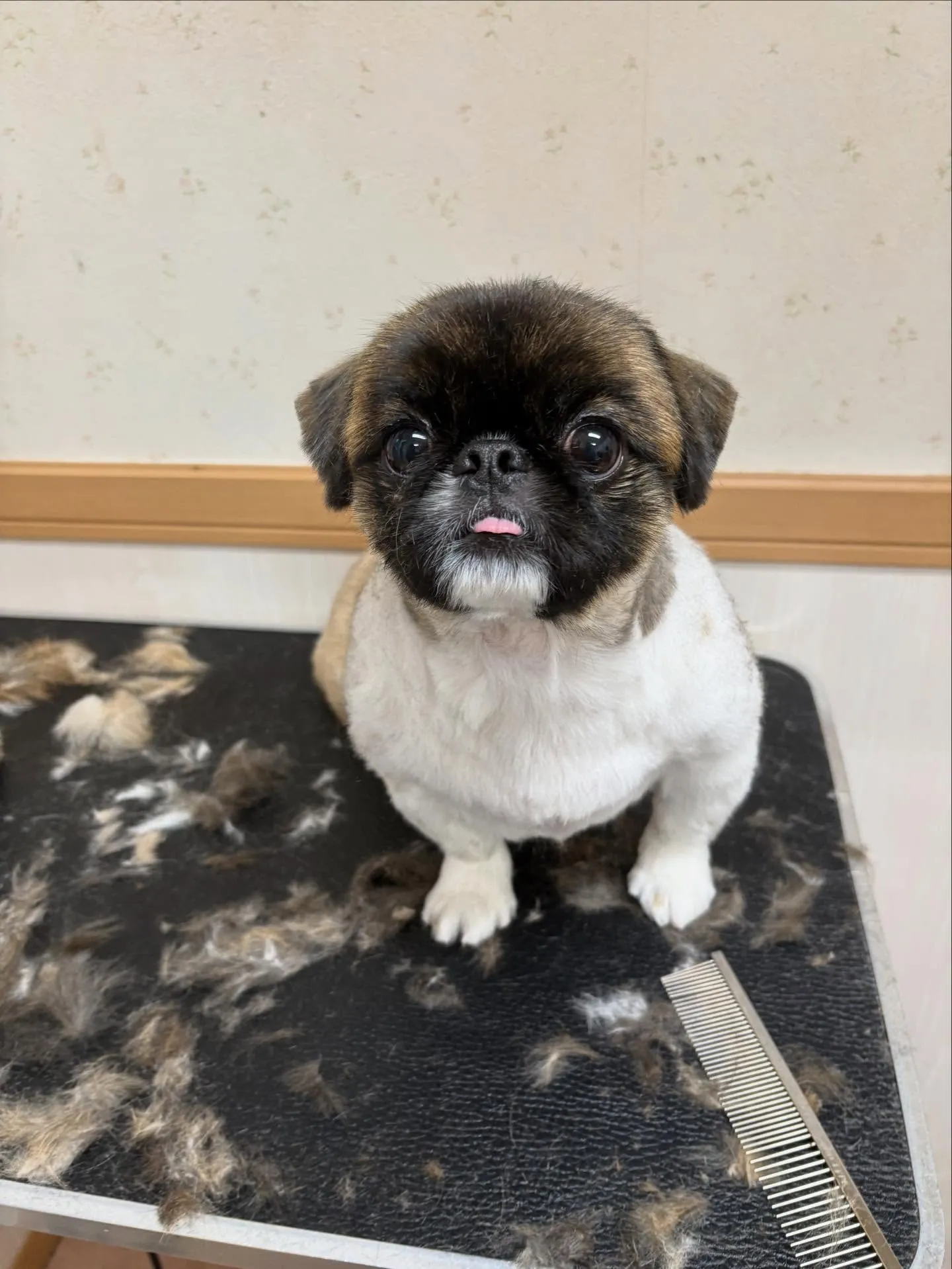 犬のトリミング✂️