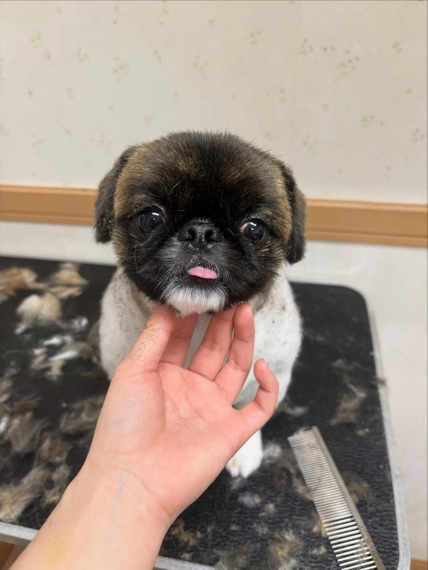 犬のトリミング✂️