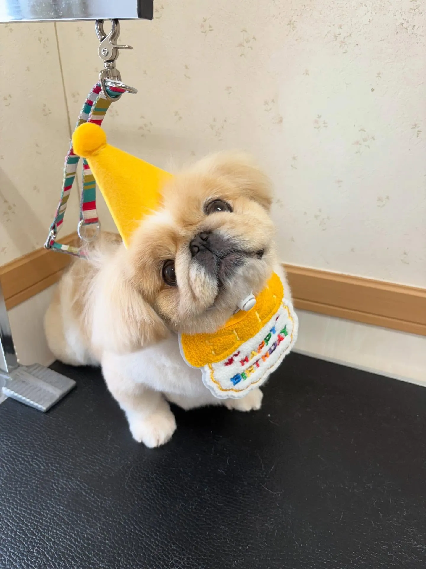 犬のシャンプー🫧