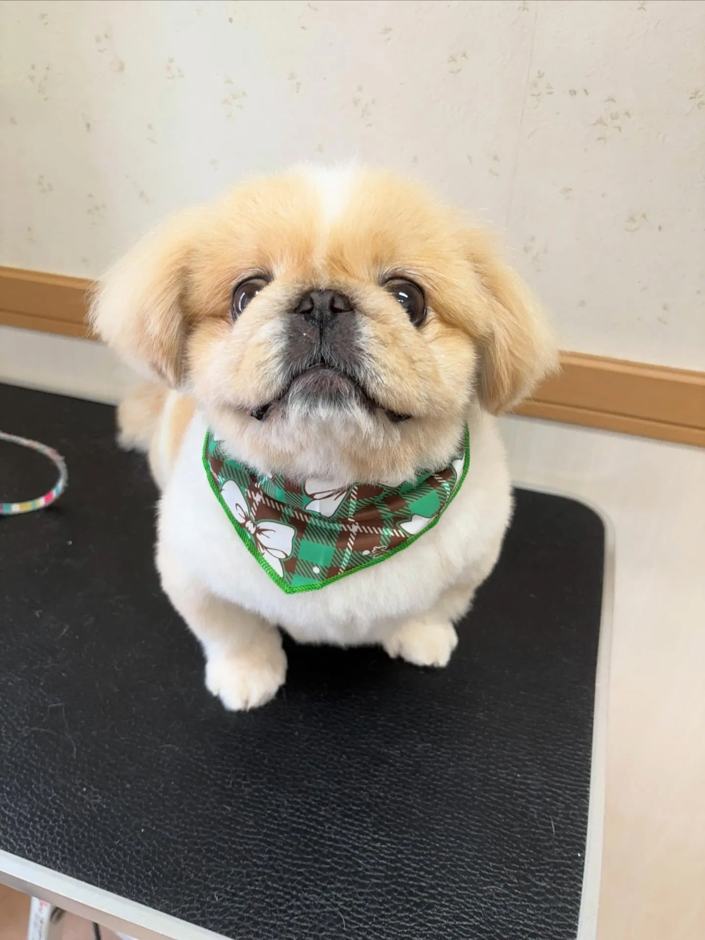 犬のシャンプー🫧