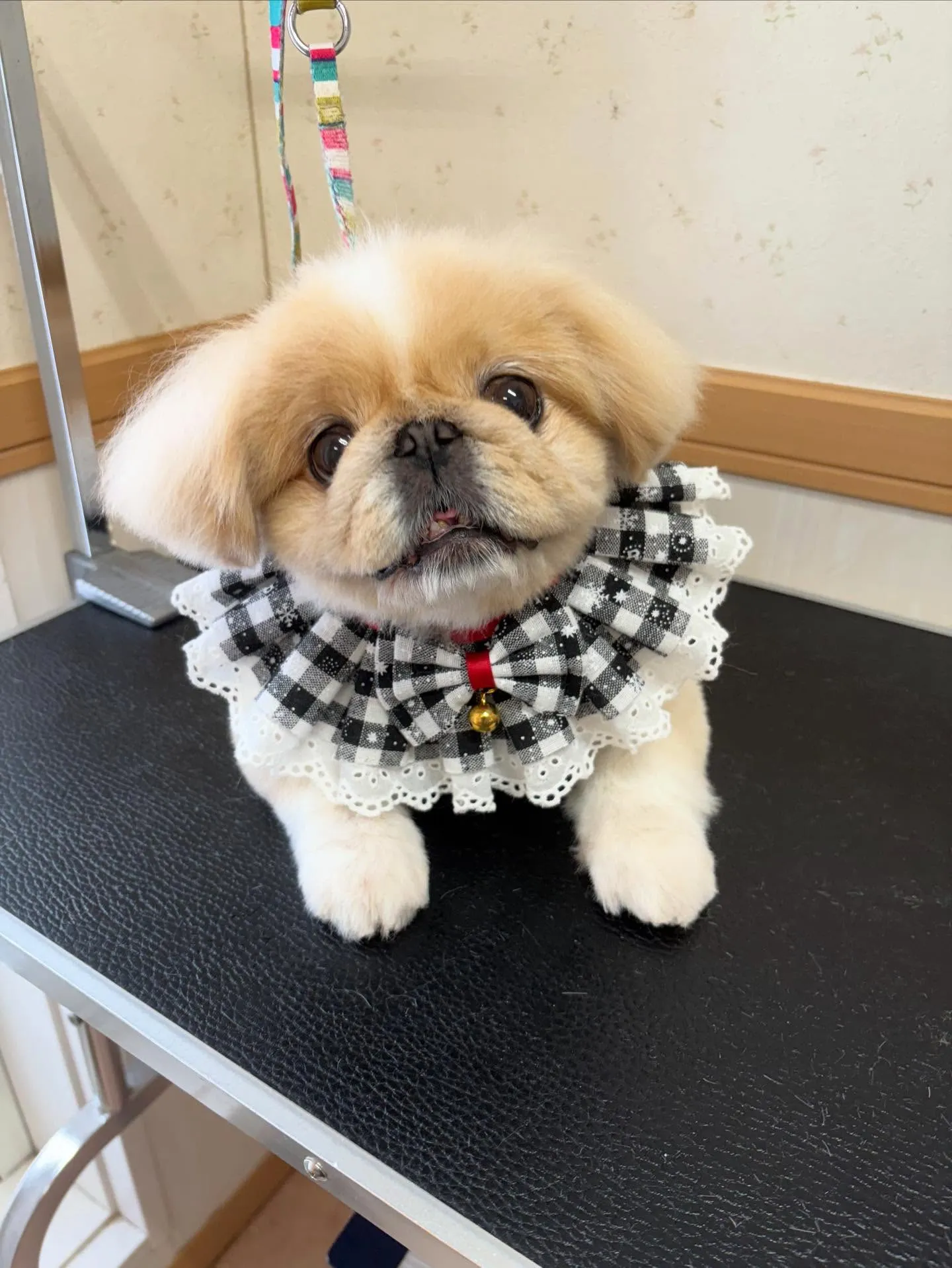 犬のシャンプー🫧