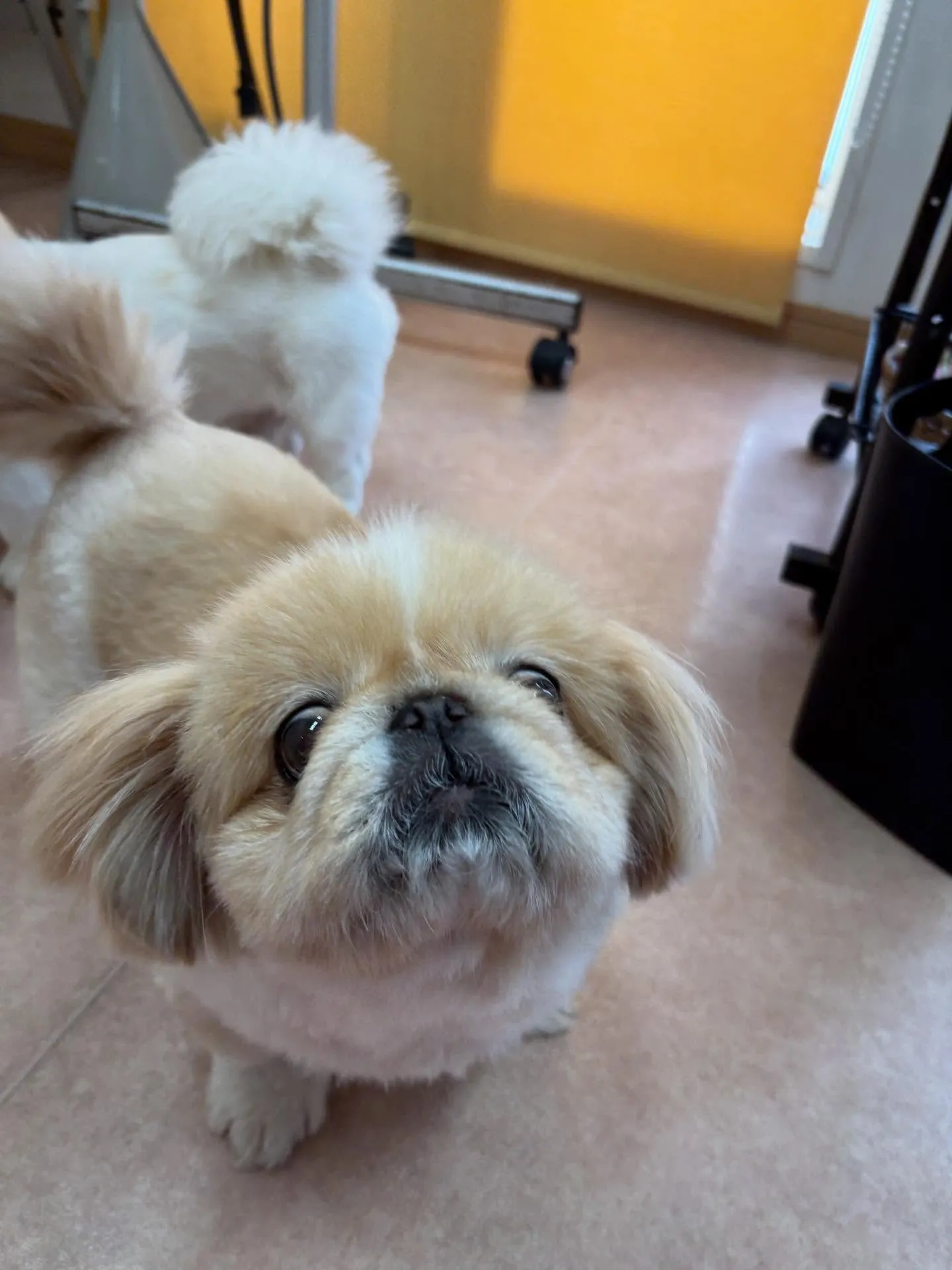 犬のシャンプー🫧