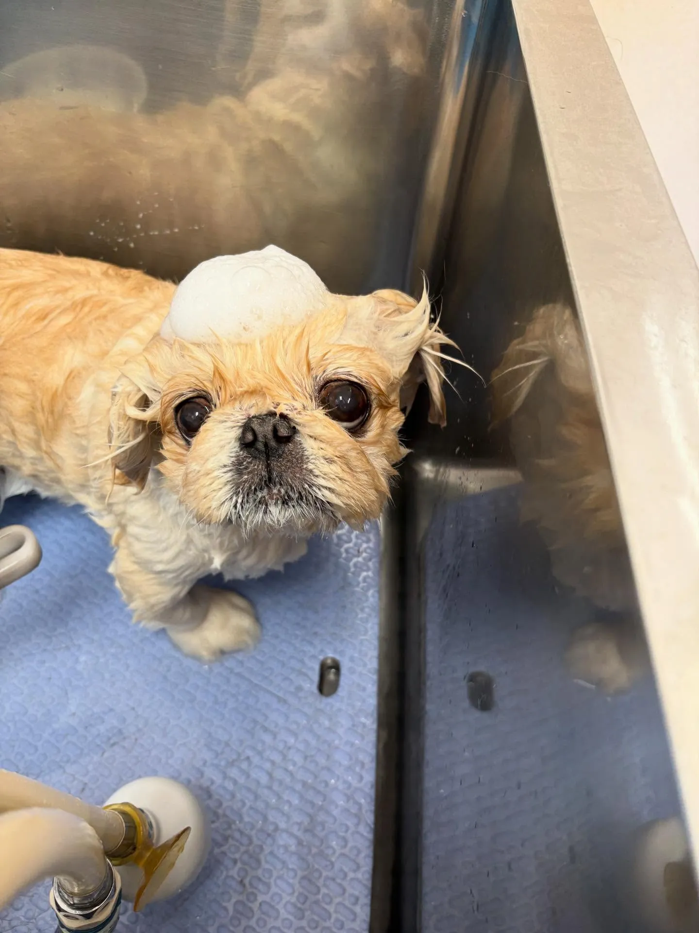 犬のシャンプー🫧