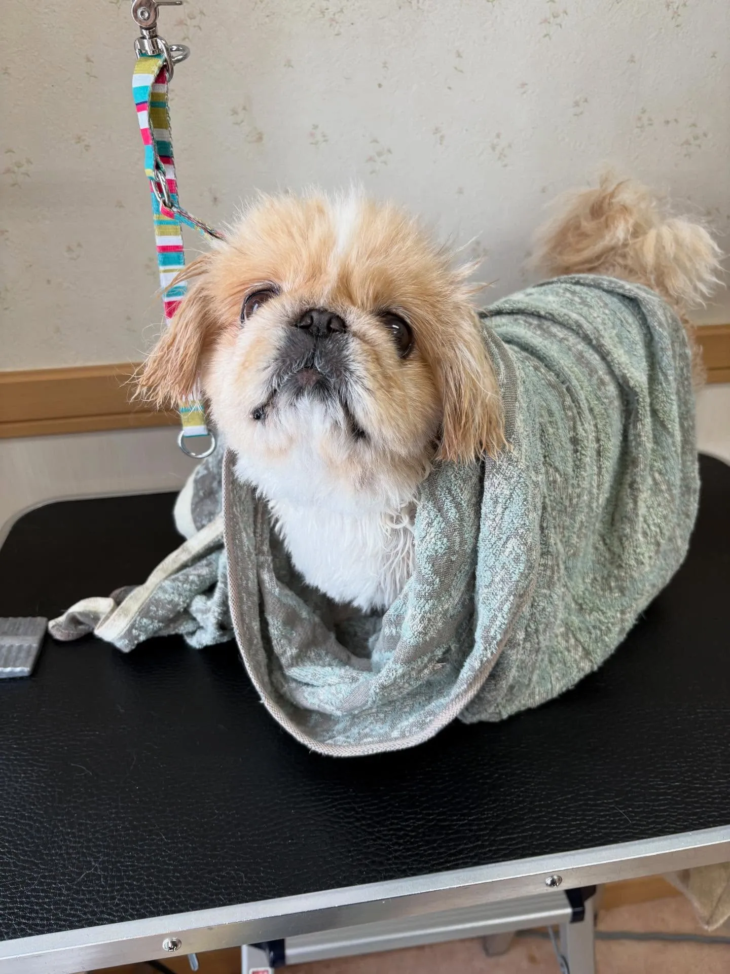 犬のシャンプー🫧