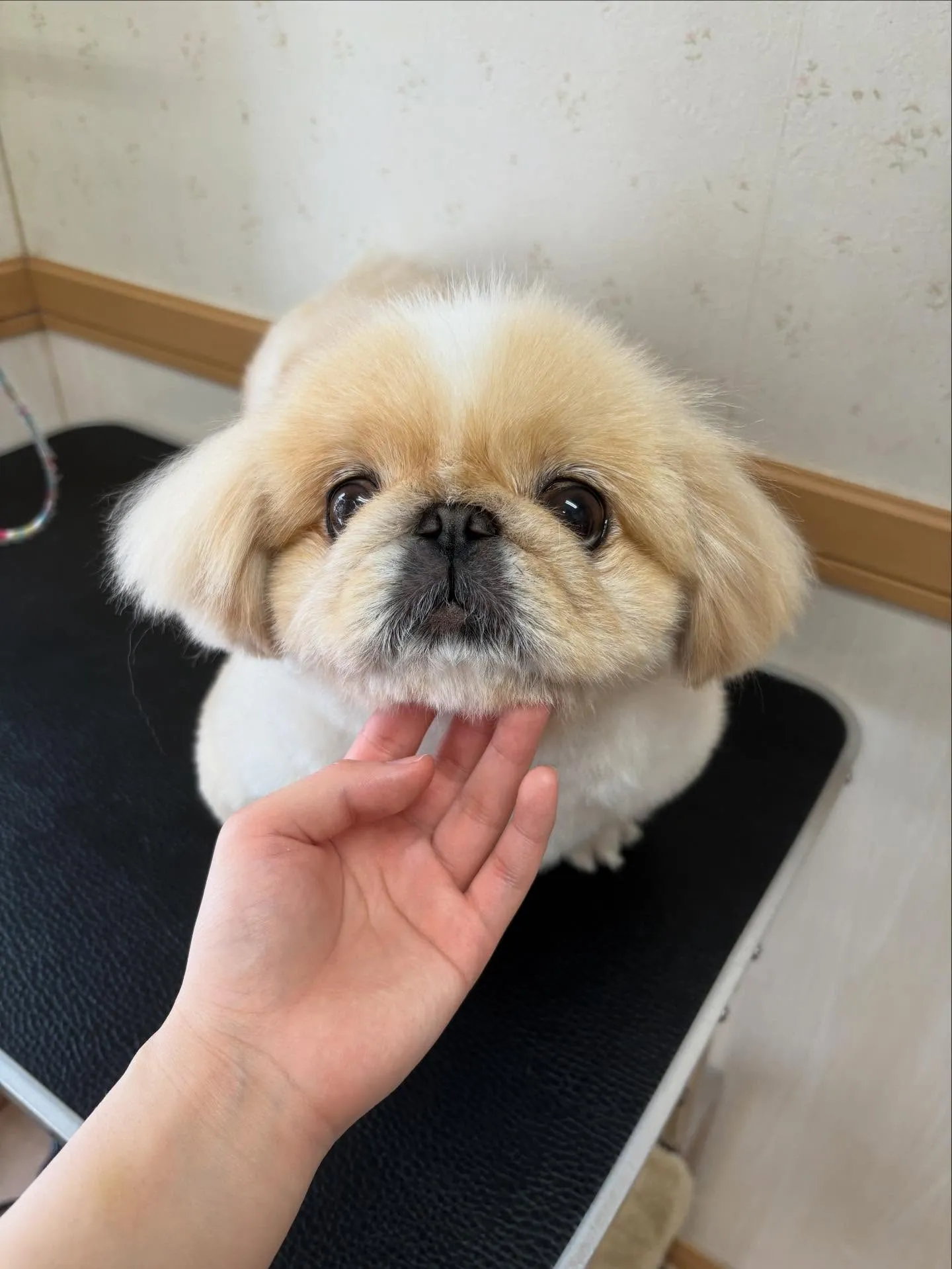 犬のシャンプー🫧