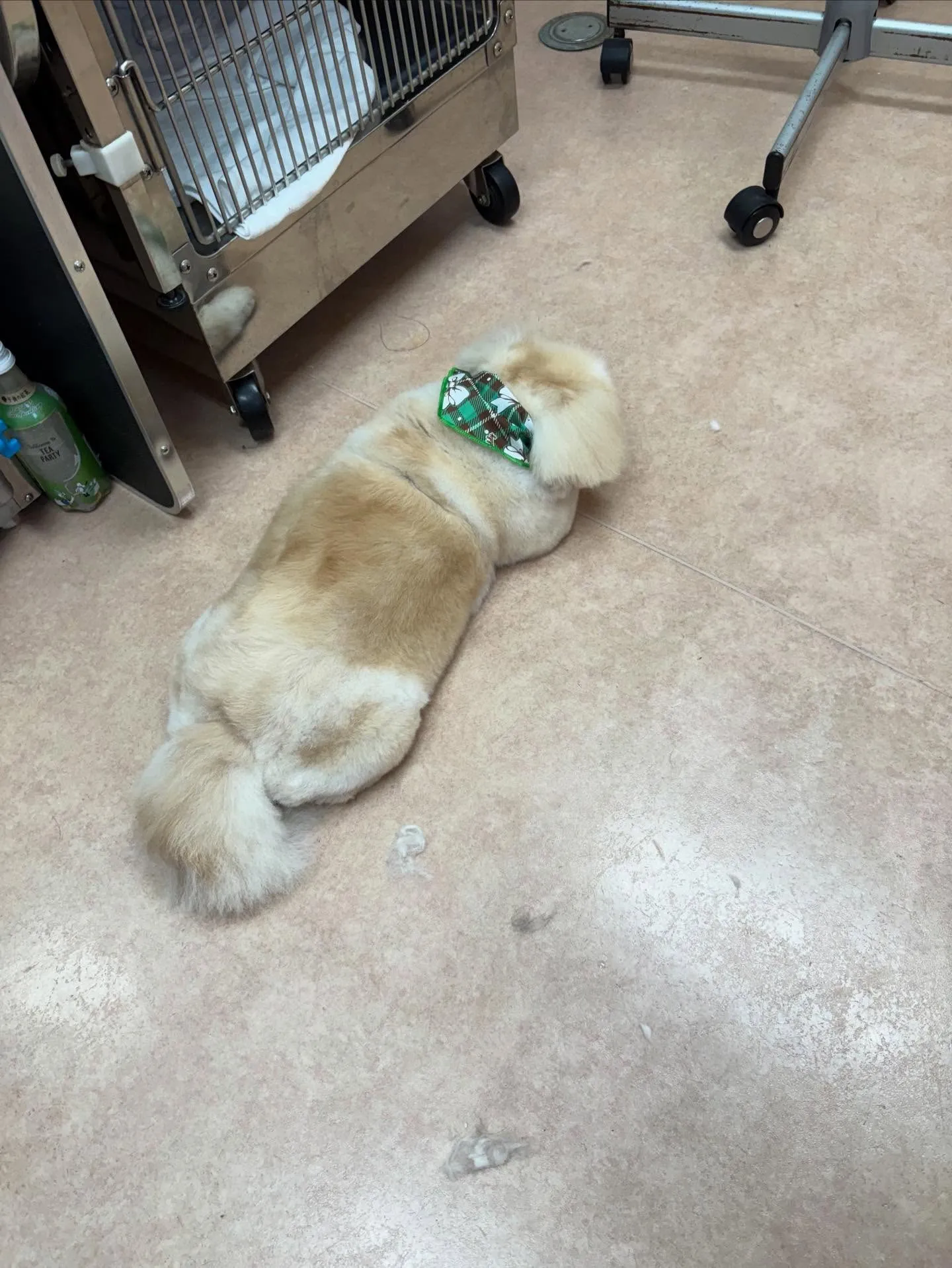 犬のシャンプー🫧