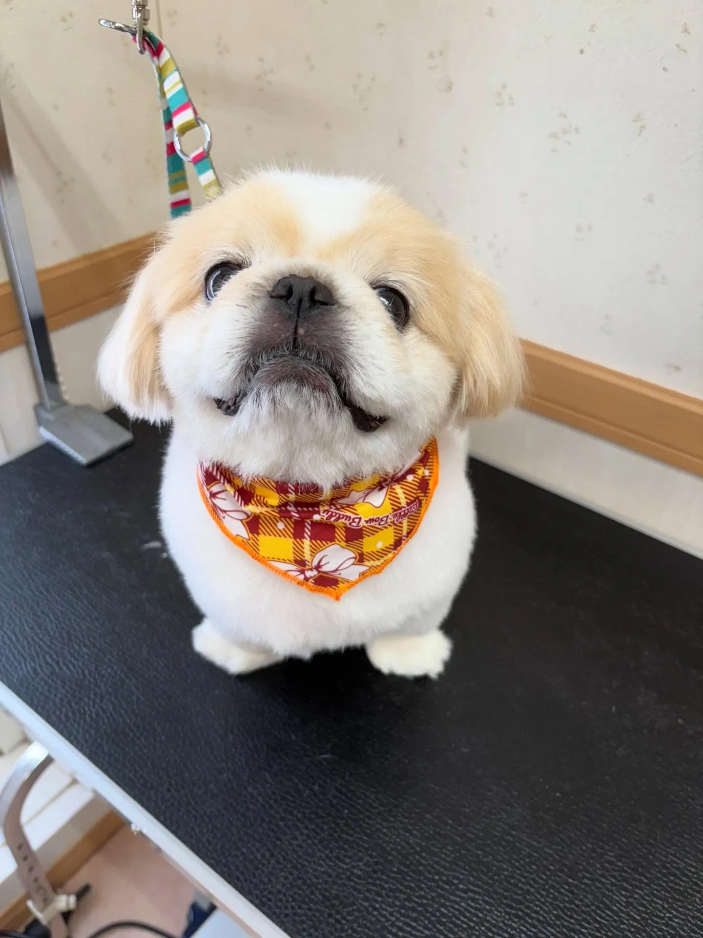 犬のシャンプー🫧