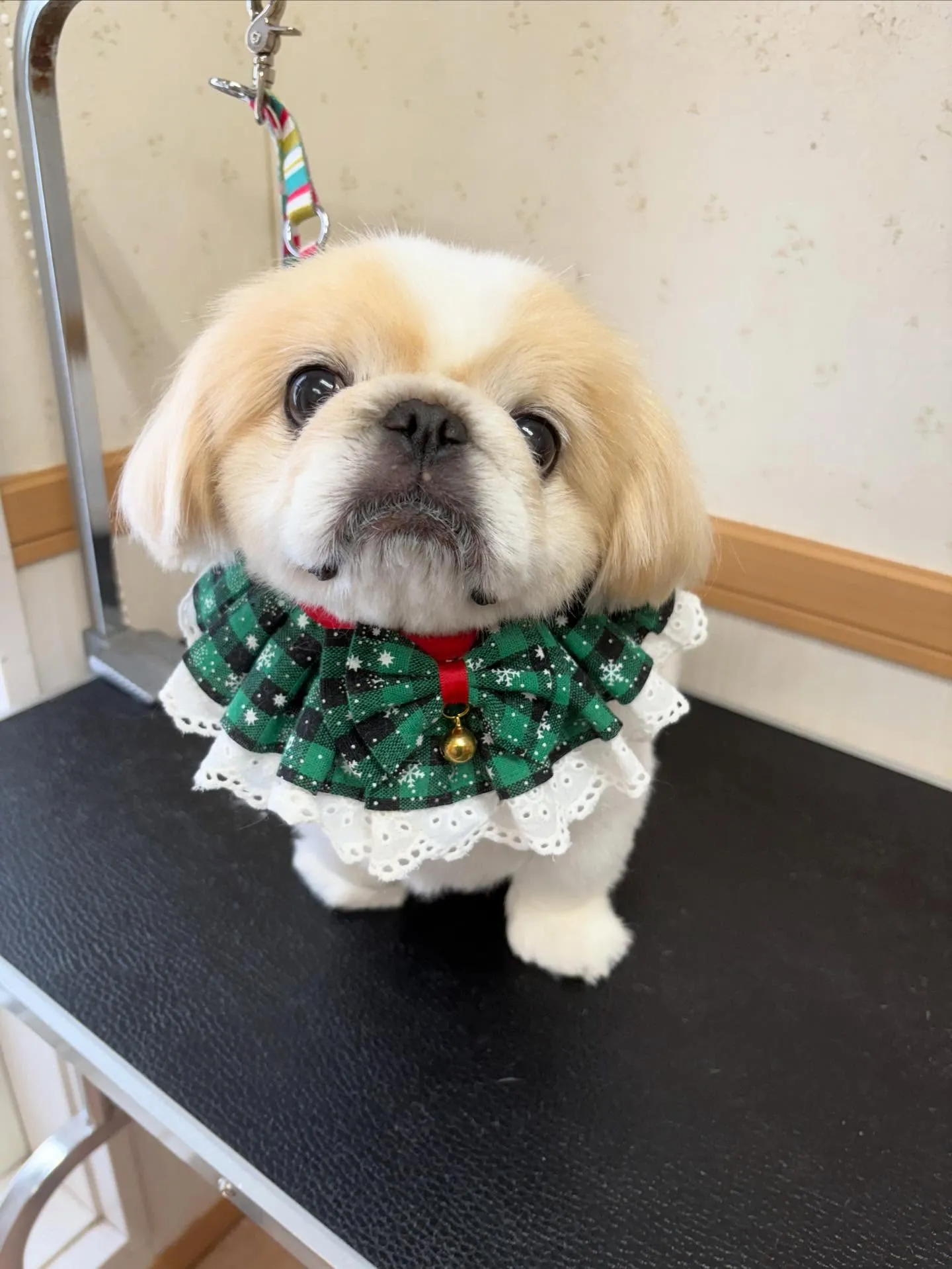 犬のシャンプー🫧