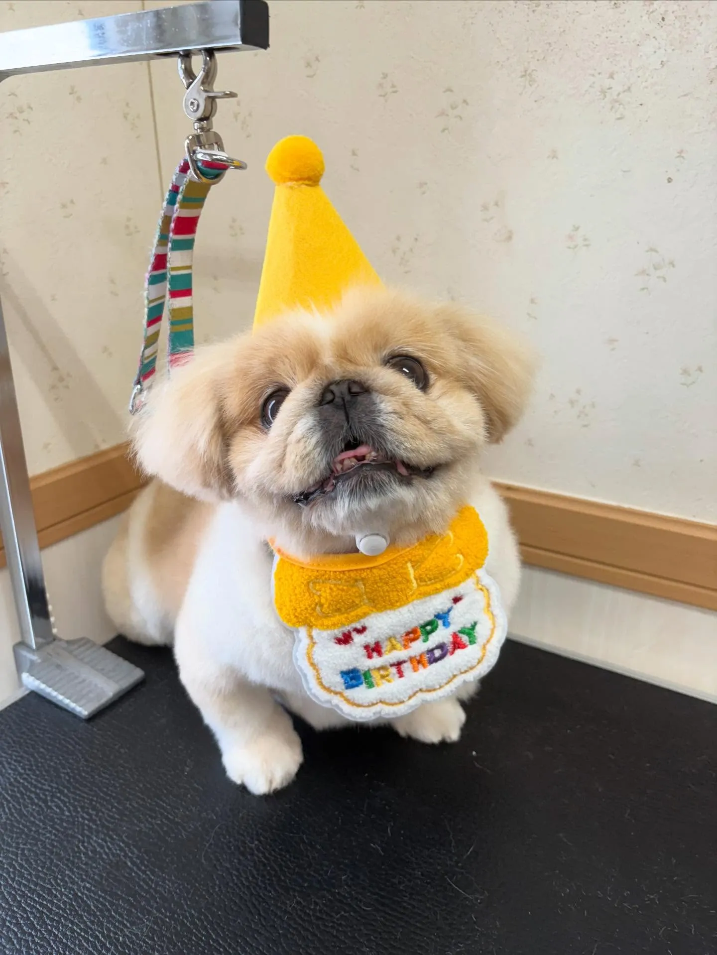 犬のシャンプー🫧