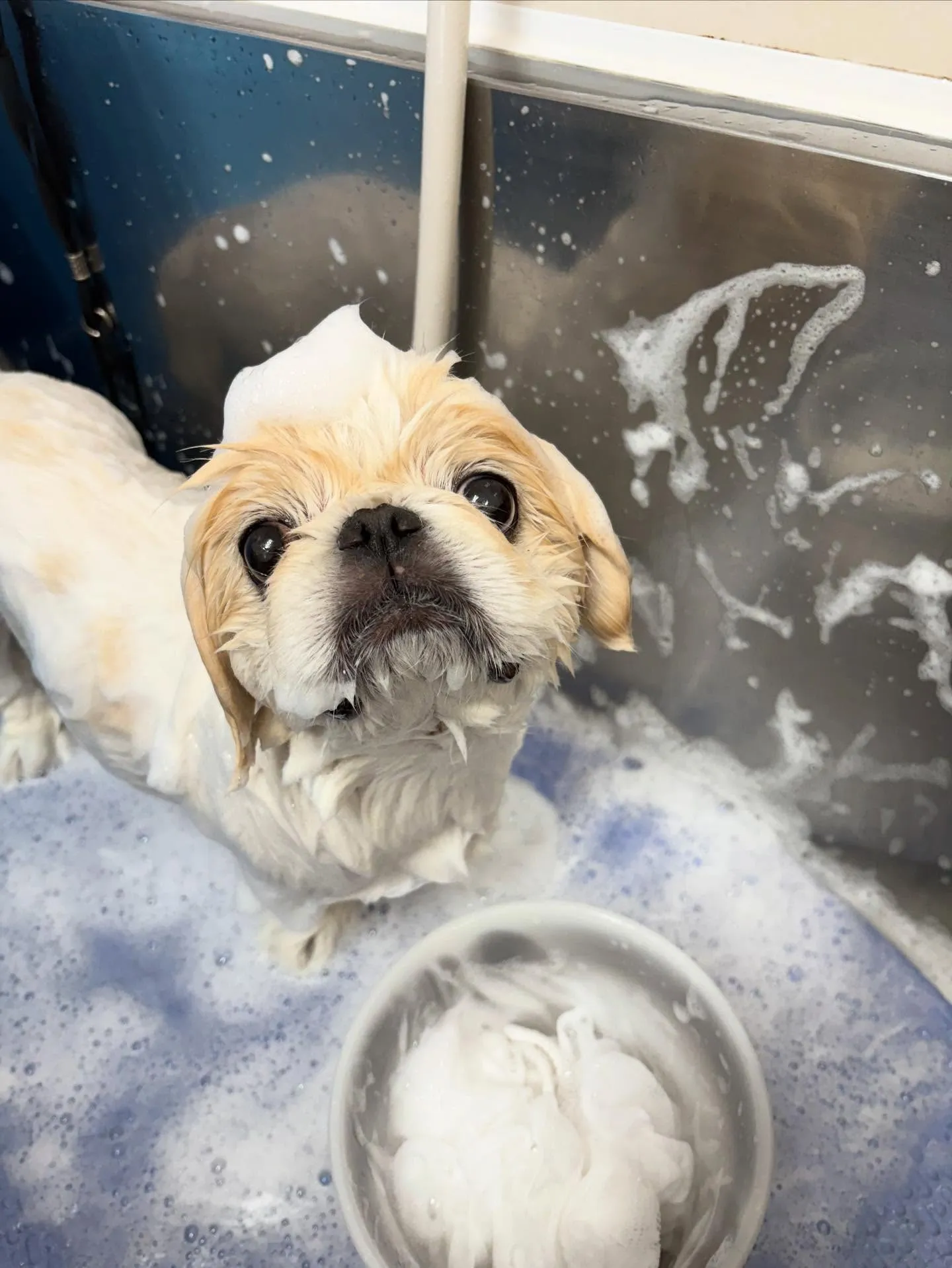 犬のシャンプー🫧