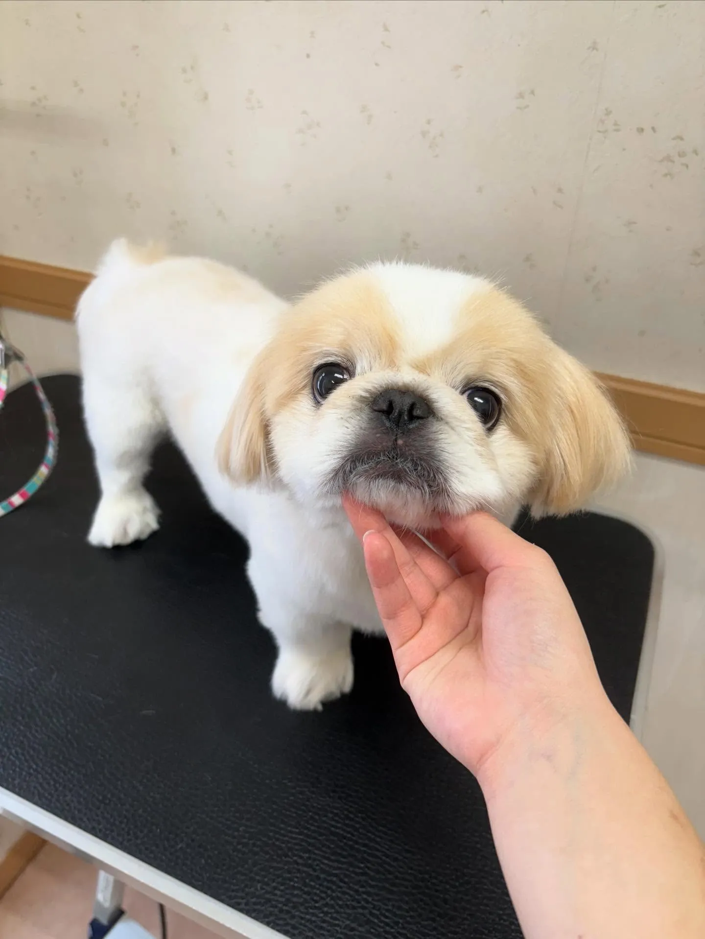 犬のシャンプー🫧