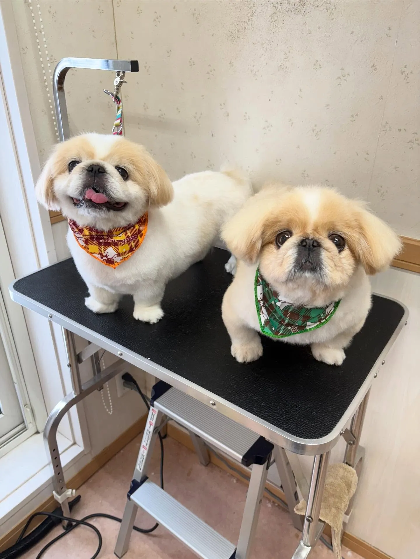 犬のシャンプー🫧