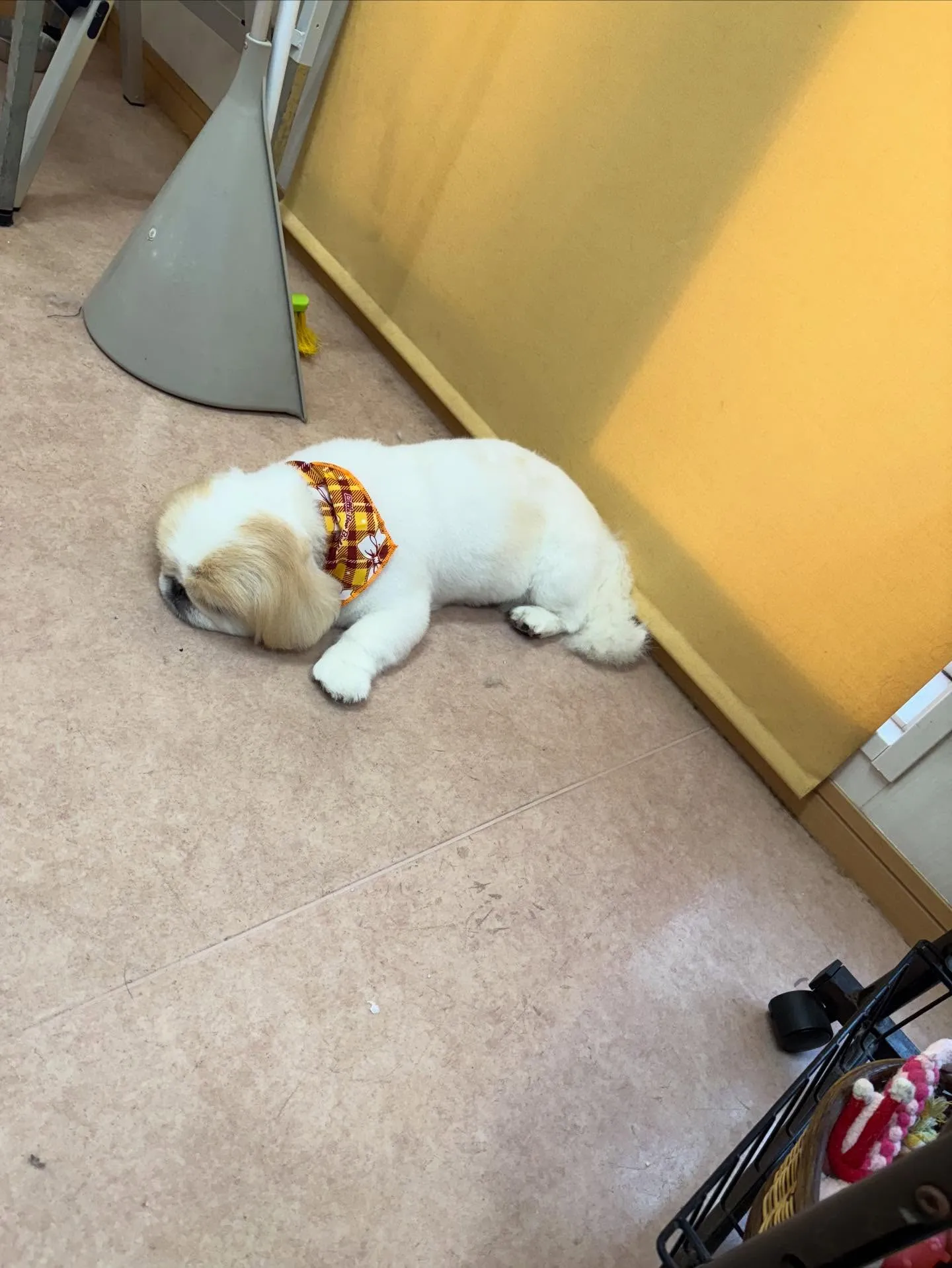 犬のシャンプー🫧