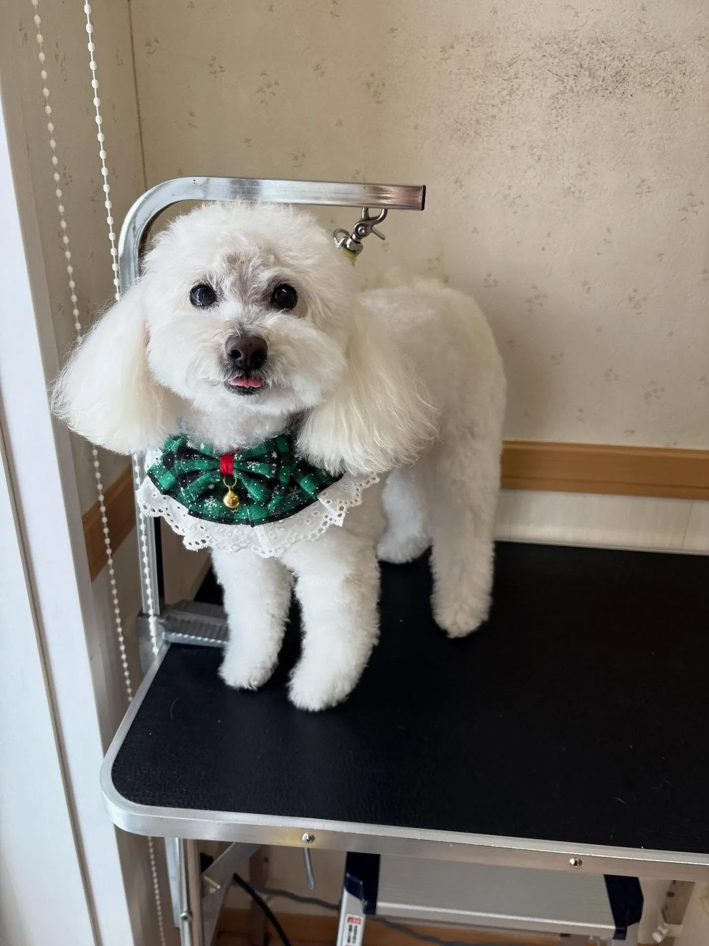 犬のシャンプー🫧