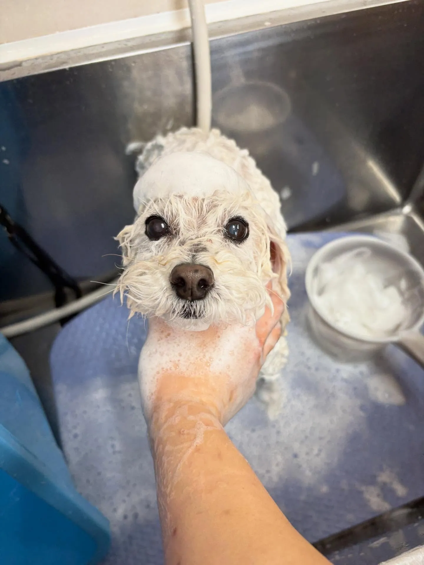 犬のシャンプー🫧