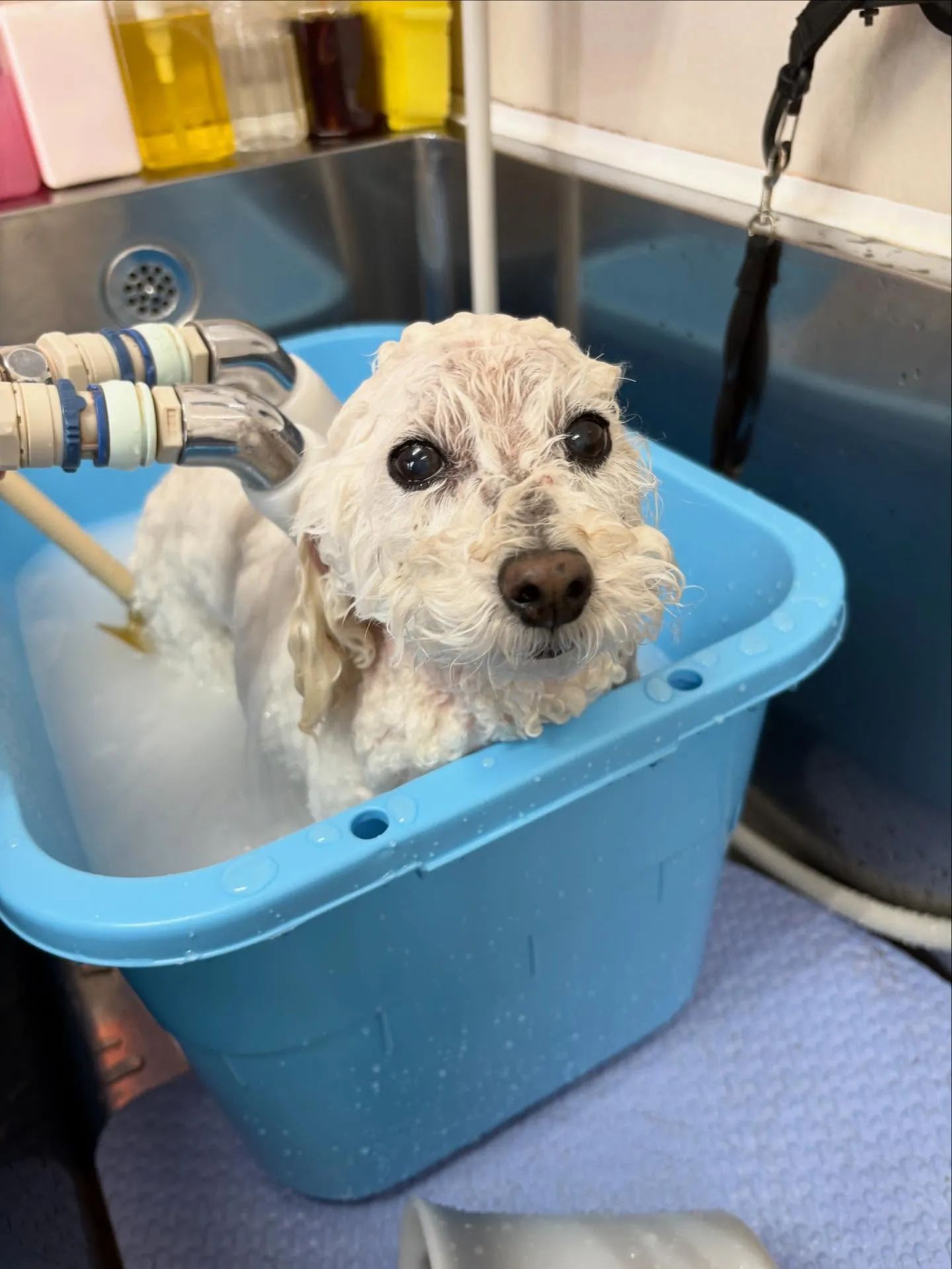 犬のシャンプー🫧