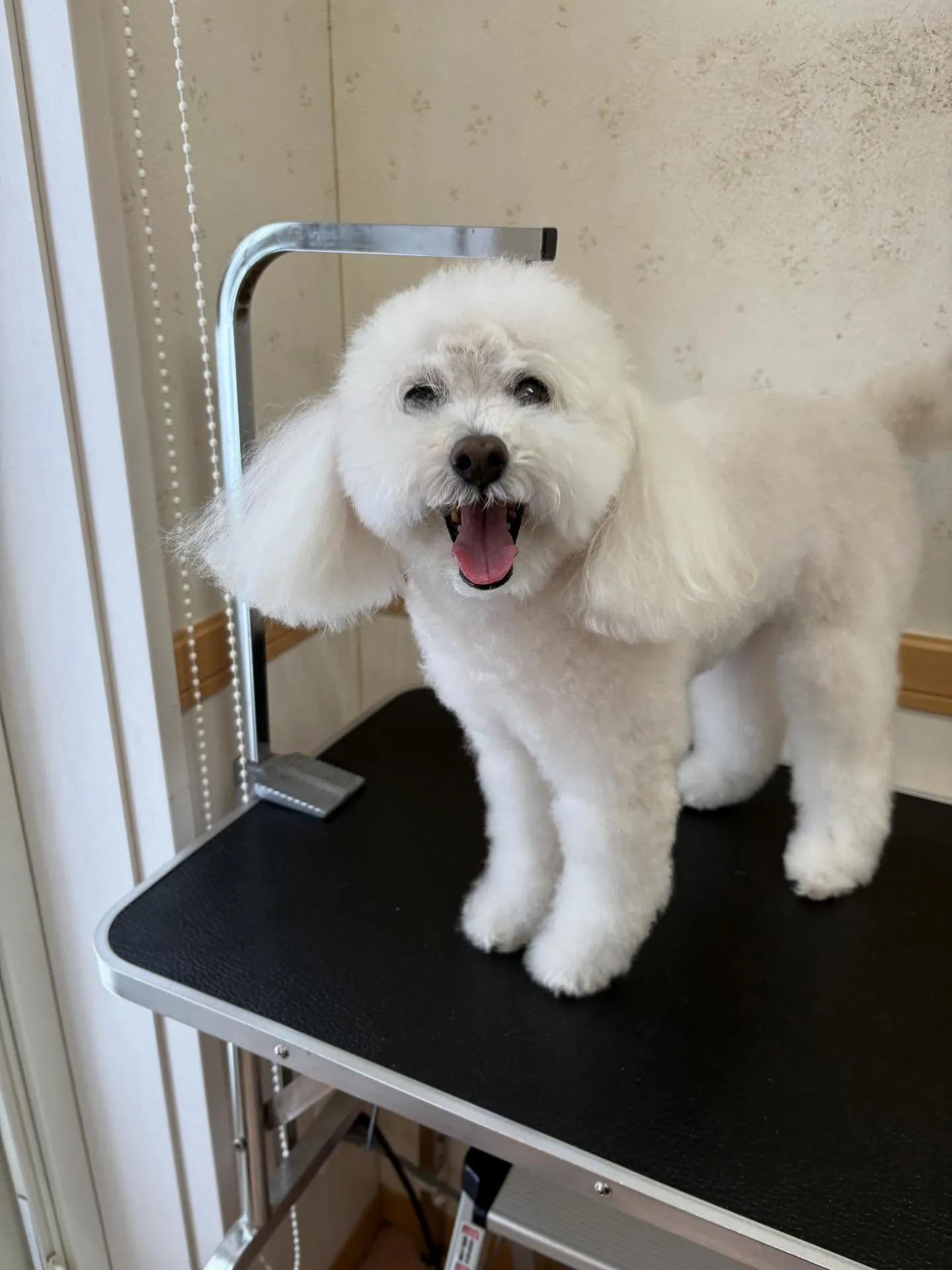 犬のシャンプー🫧