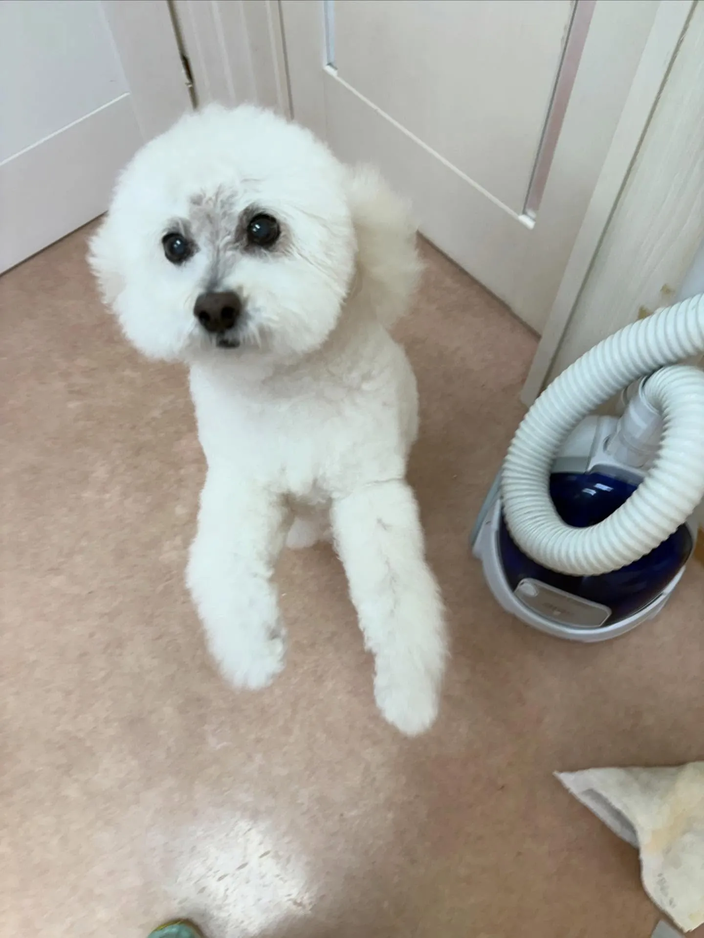 犬のシャンプー🫧