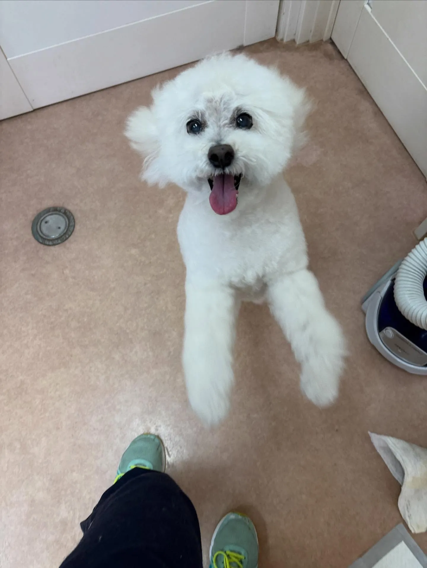 犬のシャンプー🫧