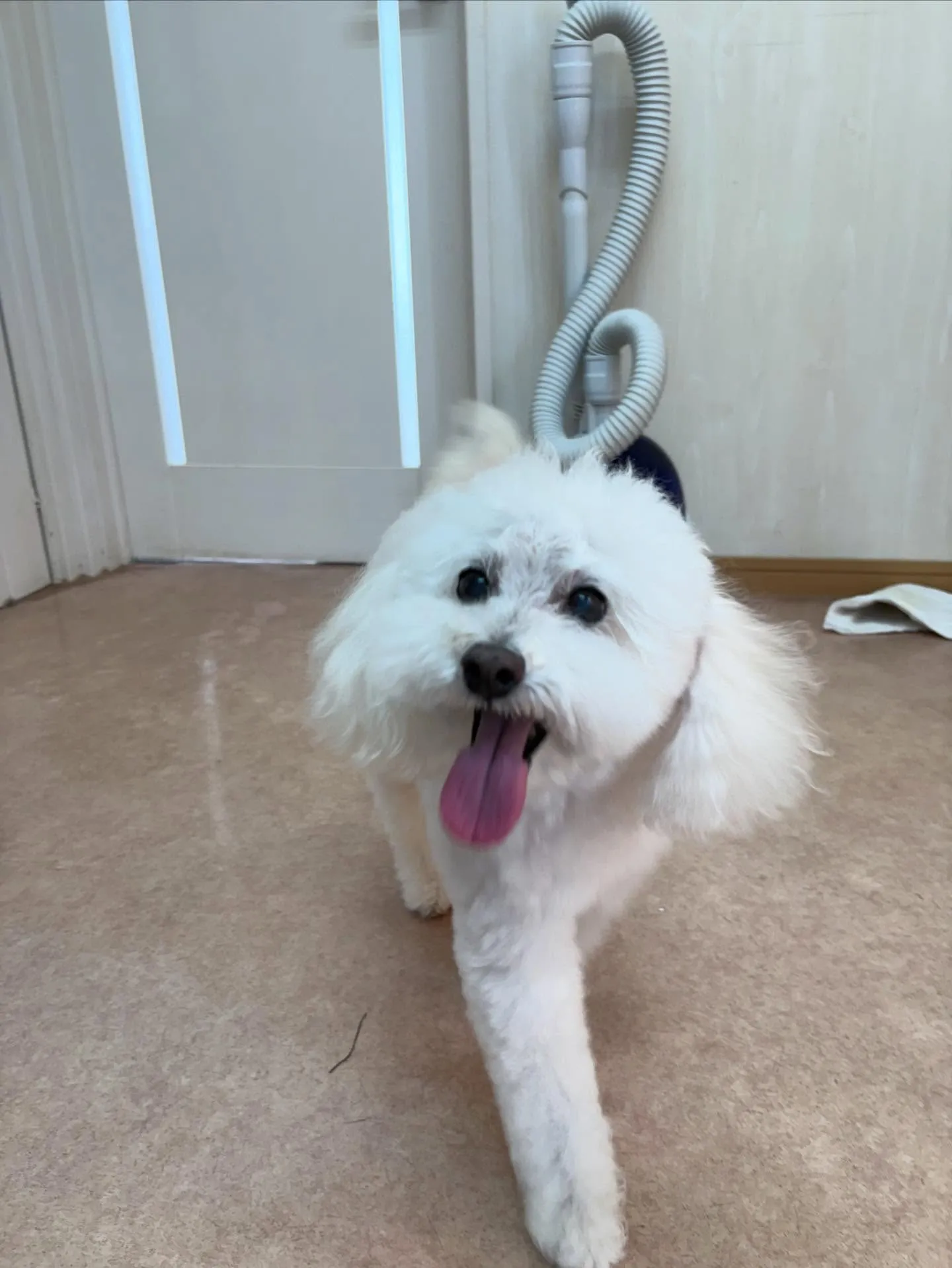 犬のシャンプー🫧