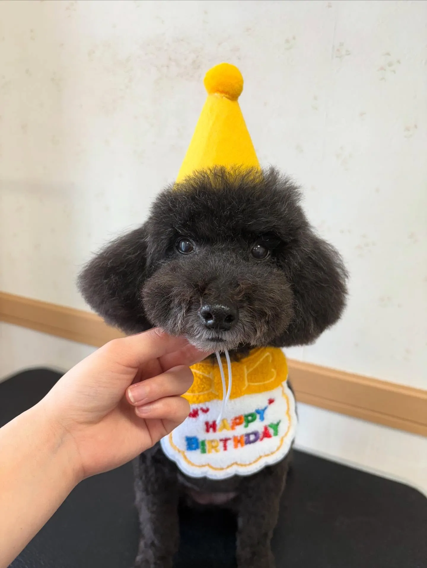 犬のトリミング✂️