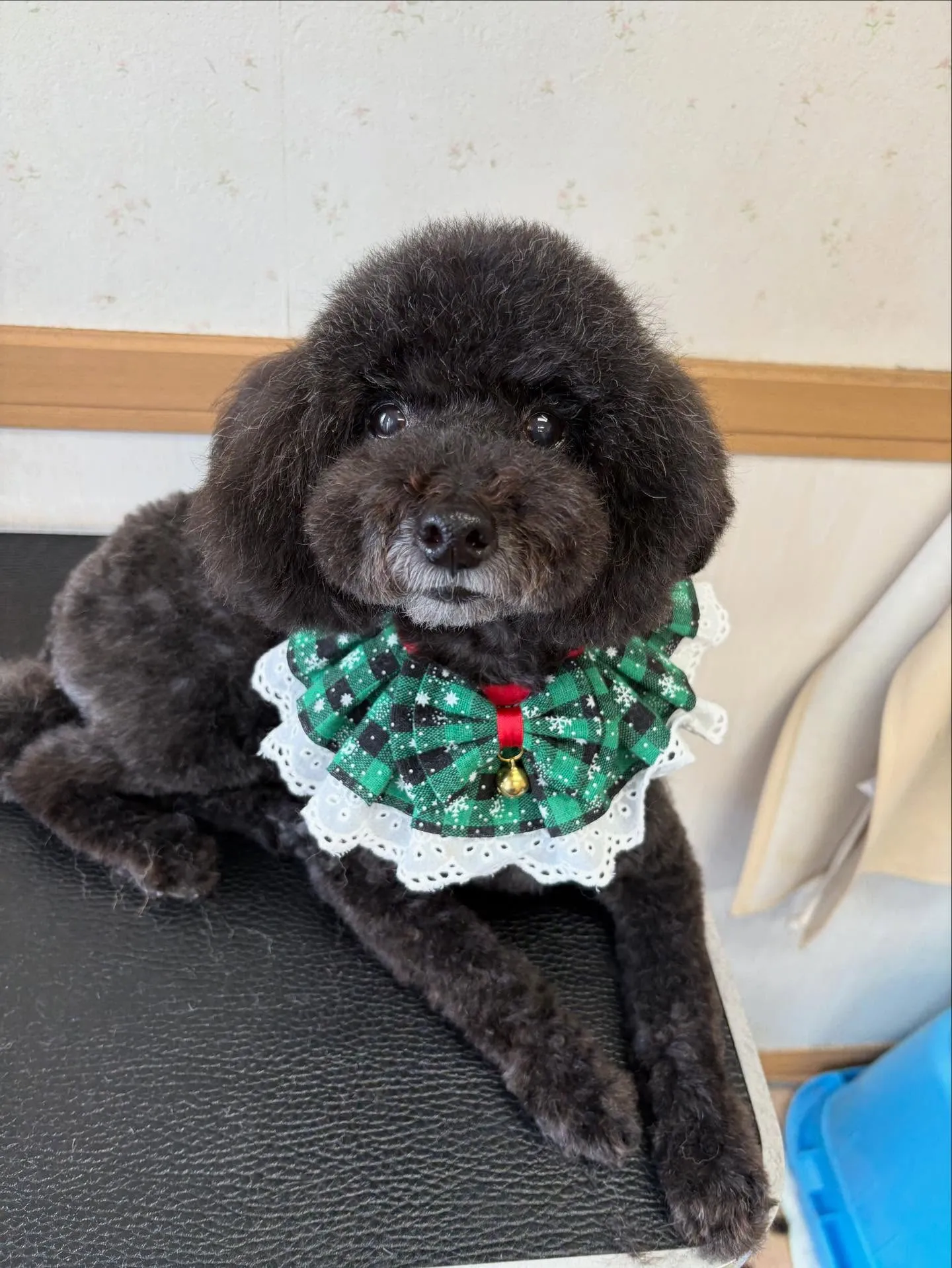 犬のトリミング✂️