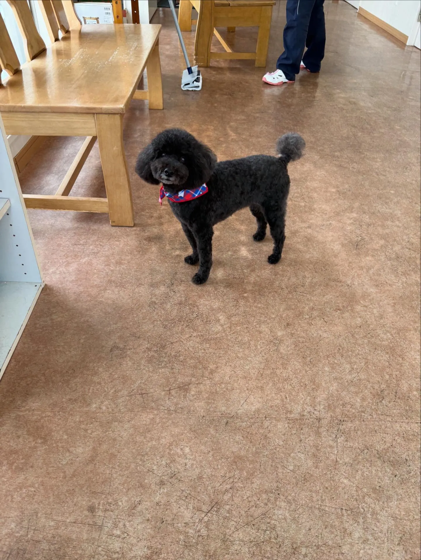 犬のトリミング✂️